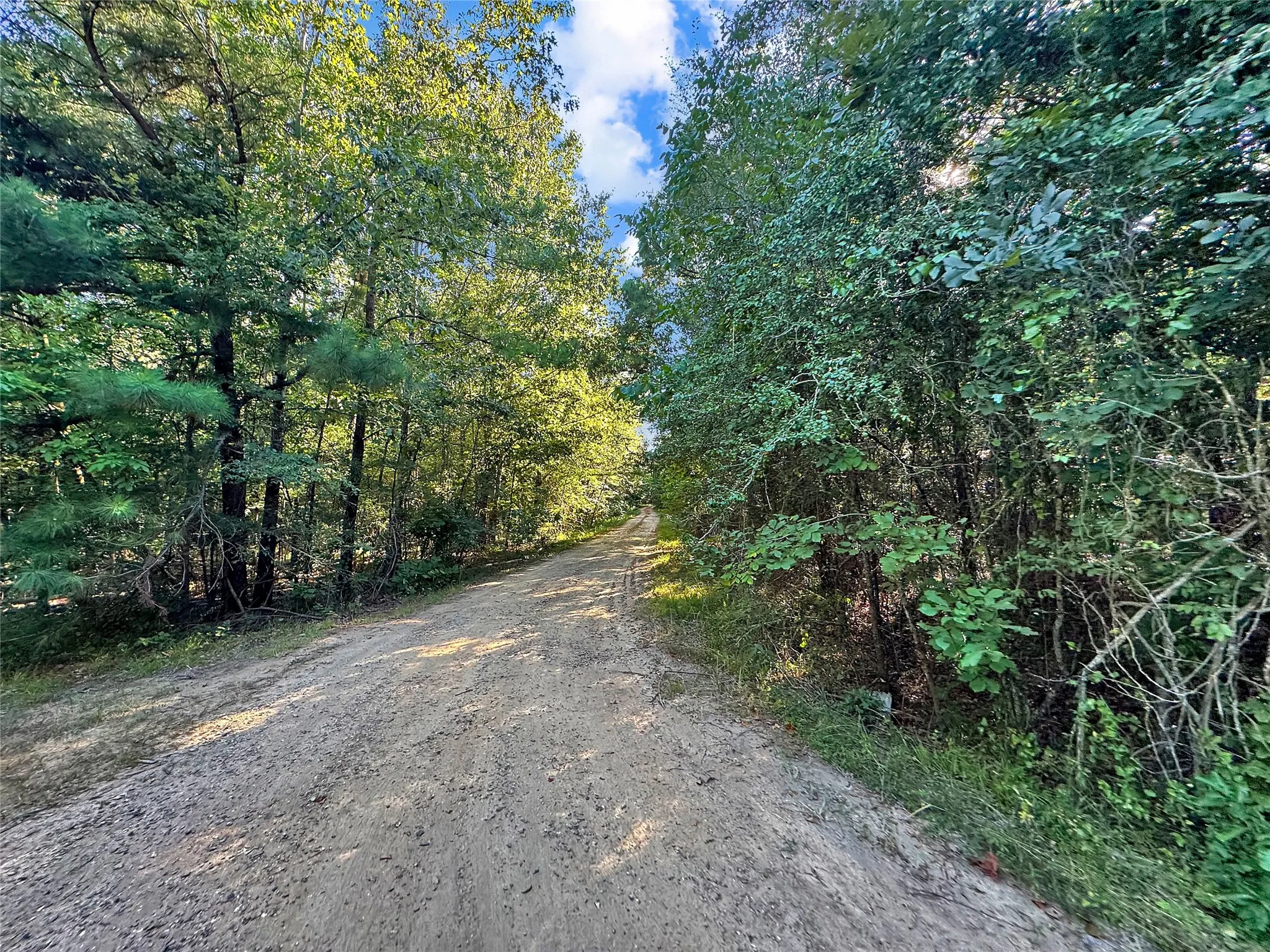 Natural landscape featuring a dirt road and dense tree lines
