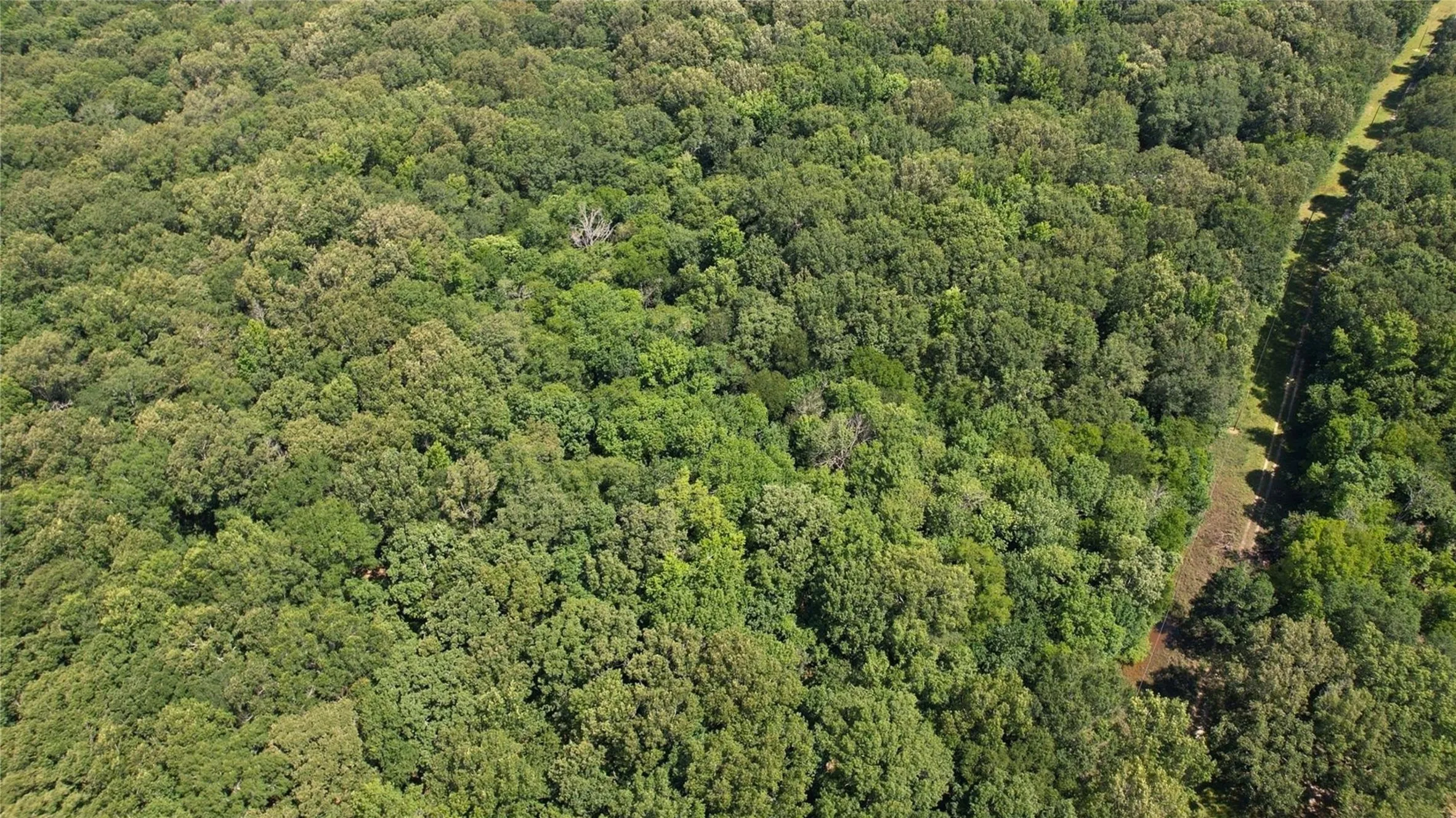 Expansive tree canopy with a defined path traversing the wooded landscape