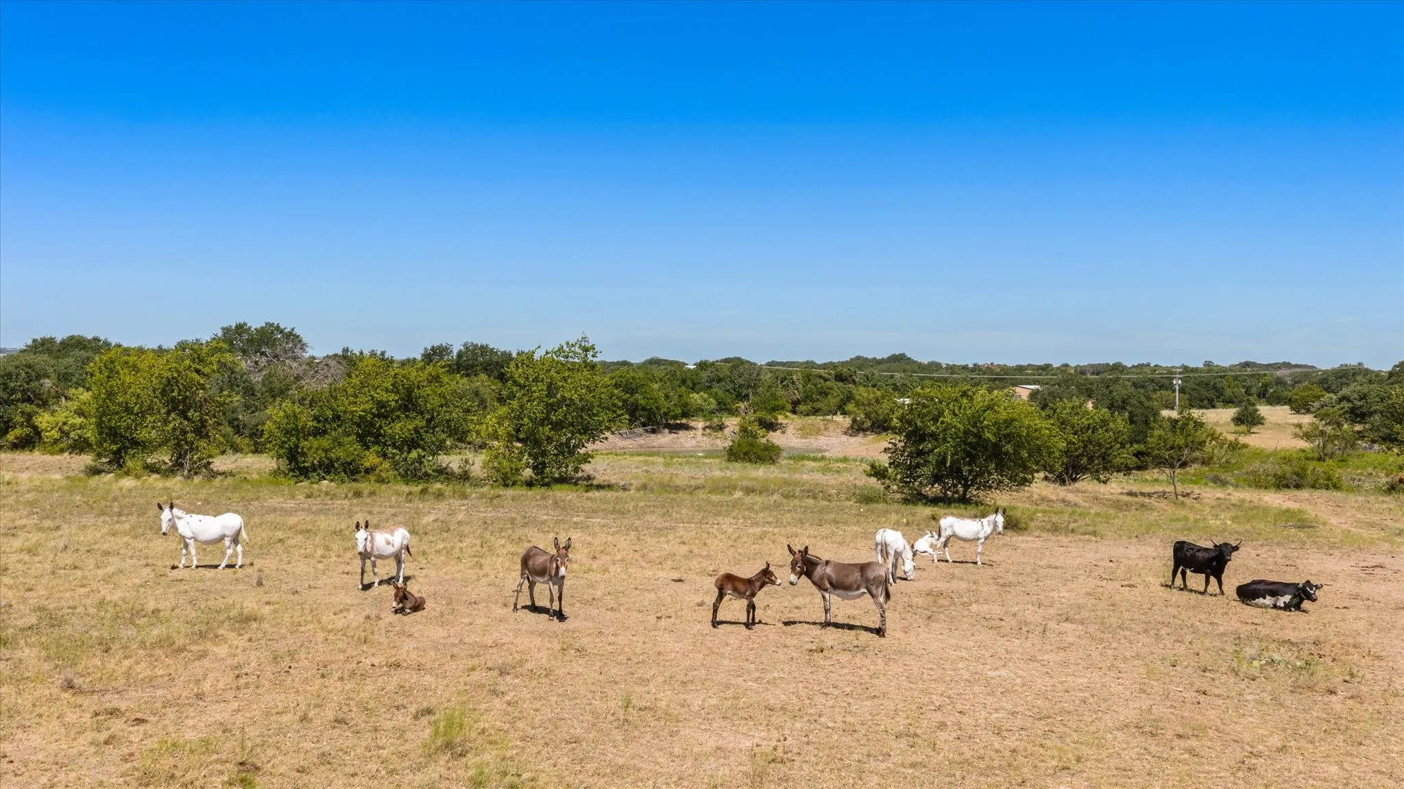 Unimproved Land For Sale in Erath County , 3575 County Road 522, Stephenville, Texas 76401, 0, 0, Garage spaces, 0 Sqft, built in 0, Price $615,000, mls#21361025, Real Estate Agent in Stephenville, Homes For Sale in Erath county, Homes For Sale in Stephenville, Realtor in Stephenville Texas, Real Estate Brokerage Independent Realty Texas, Luminita Cordes Realtor