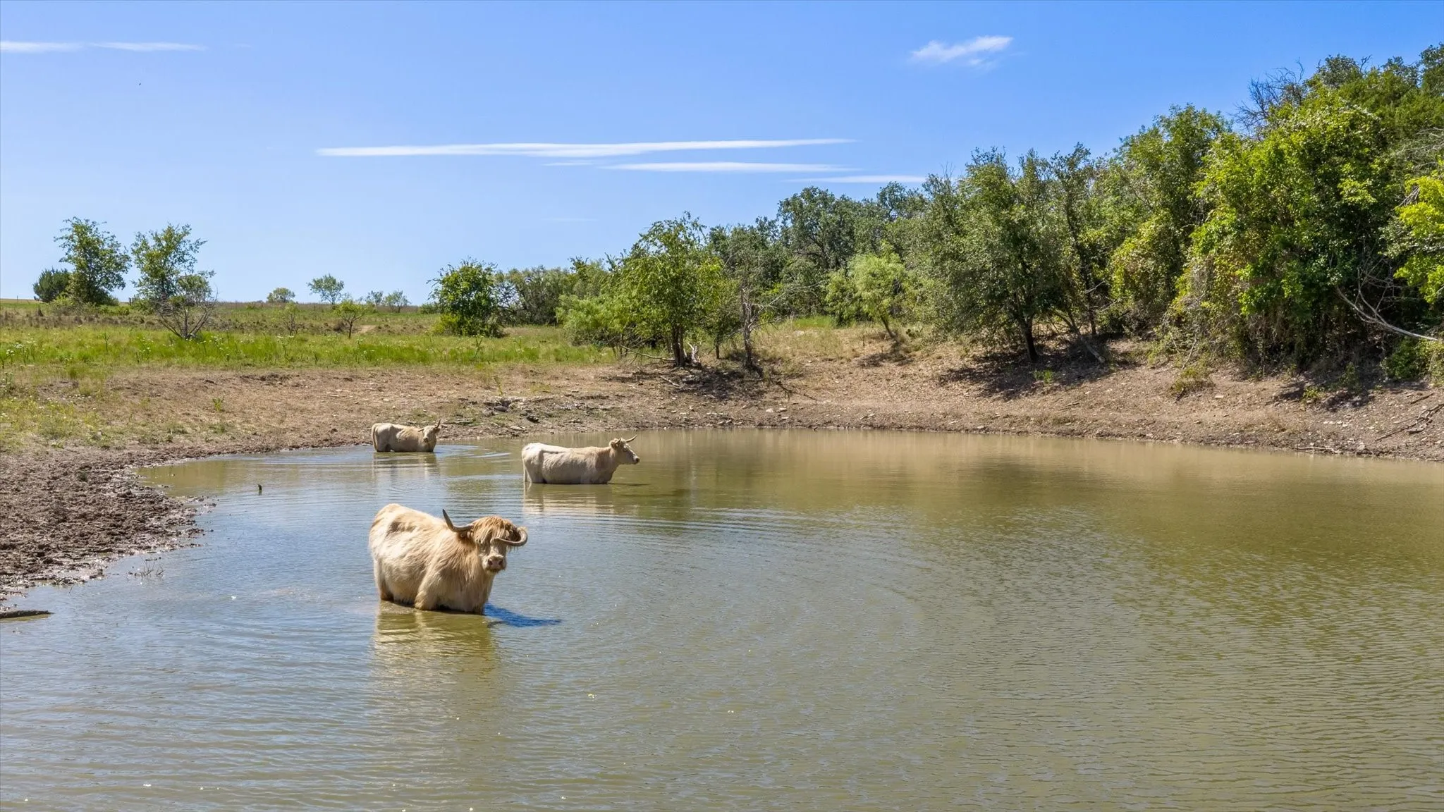 Unimproved Land For Sale in Erath County , 3575 County Road 522, Stephenville, Texas 76401, 0, 0, Garage spaces, 0 Sqft, built in 0, Price $615,000, mls#21361025, Real Estate Agent in Stephenville, Homes For Sale in Erath county, Homes For Sale in Stephenville, Realtor in Stephenville Texas, Real Estate Brokerage Independent Realty Texas, Luminita Cordes Realtor