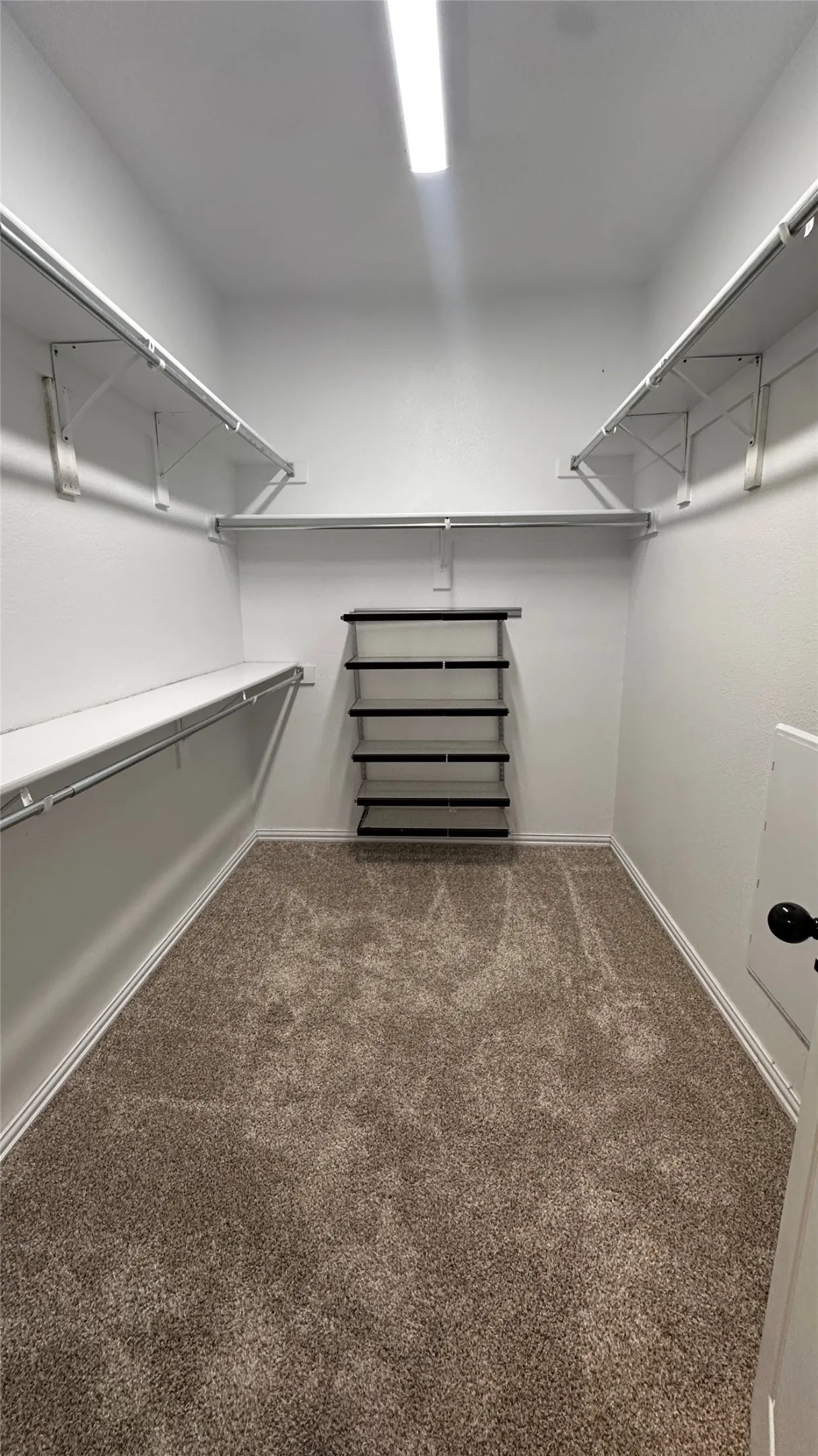 Walk-in closet with carpet flooring, white walls, built-in shelving, and overhead lighting