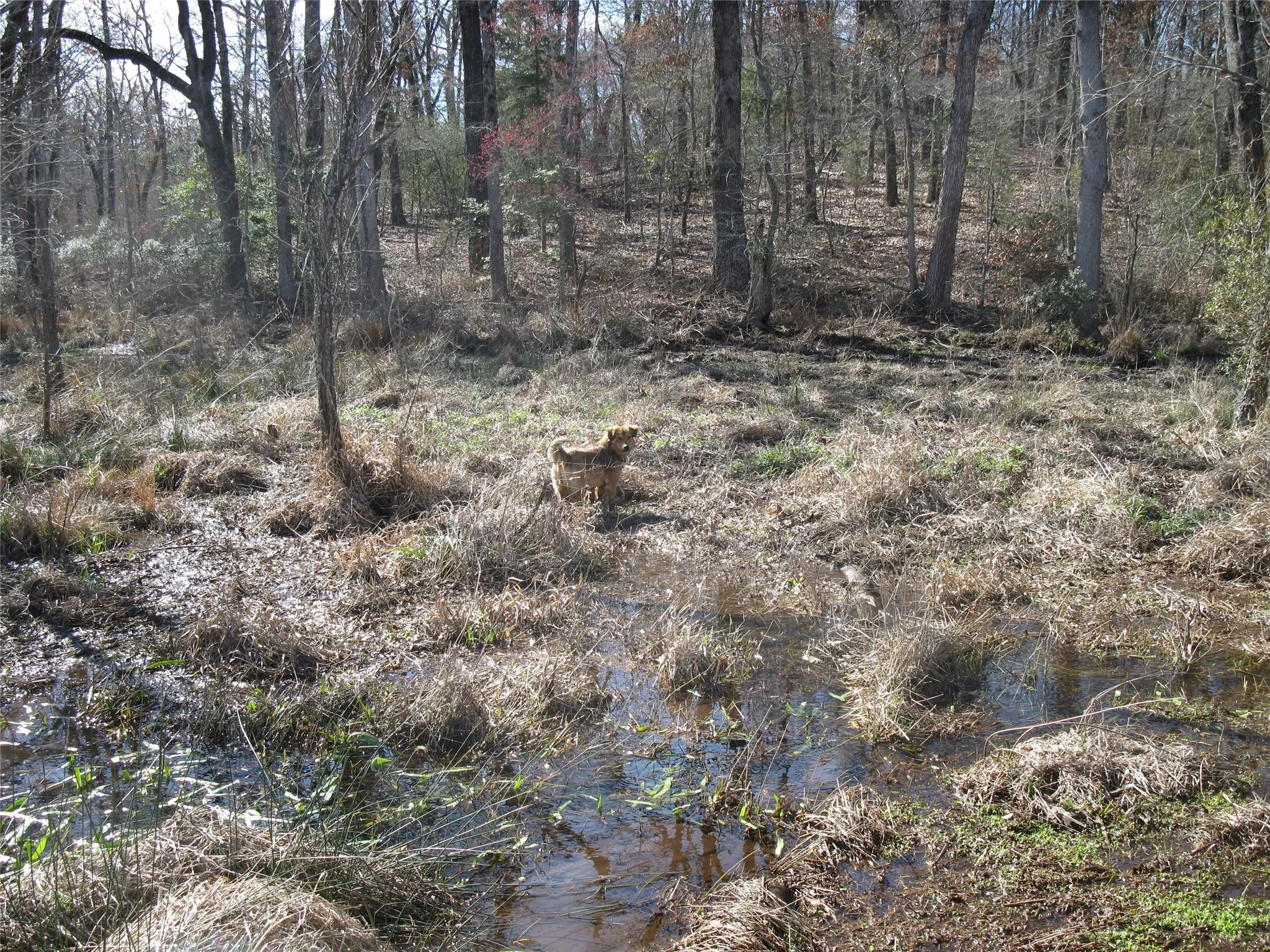 Unimproved Land For Sale in Van Zandt County , TBD 133 AC +- VZ County Road 4701, Ben Wheeler, Texas 75754, 0, 0, Garage spaces, 0 Sqft, built in 0, Price $1,400,000, mls#21361235, Real Estate Agent in Ben Wheeler, Homes For Sale in Van Zandt county, Homes For Sale in Ben Wheeler, Realtor in Ben Wheeler Texas, Real Estate Brokerage Independent Realty Texas, Luminita Cordes Realtor