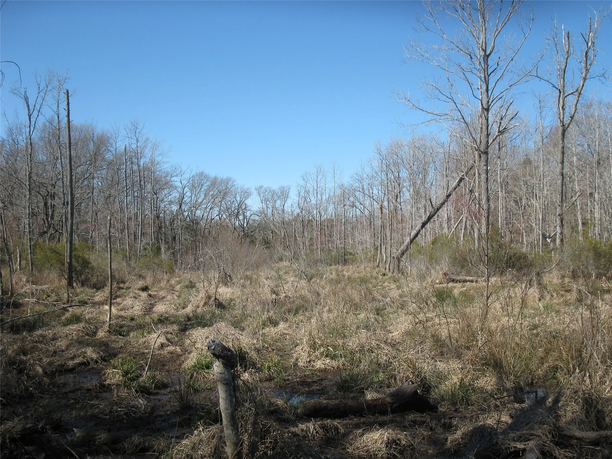 Unimproved Land For Sale in Van Zandt County , TBD 133 AC +- VZ County Road 4701, Ben Wheeler, Texas 75754, 0, 0, Garage spaces, 0 Sqft, built in 0, Price $1,400,000, mls#21361235, Real Estate Agent in Ben Wheeler, Homes For Sale in Van Zandt county, Homes For Sale in Ben Wheeler, Realtor in Ben Wheeler Texas, Real Estate Brokerage Independent Realty Texas, Luminita Cordes Realtor