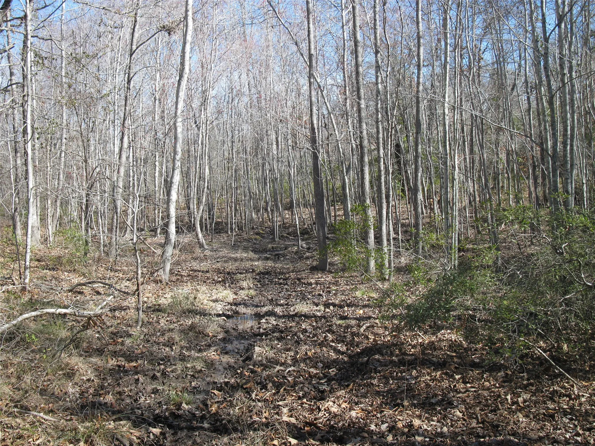 Unimproved Land For Sale in Van Zandt County , TBD 133 AC +- VZ County Road 4701, Ben Wheeler, Texas 75754, 0, 0, Garage spaces, 0 Sqft, built in 0, Price $1,400,000, mls#21361235, Real Estate Agent in Ben Wheeler, Homes For Sale in Van Zandt county, Homes For Sale in Ben Wheeler, Realtor in Ben Wheeler Texas, Real Estate Brokerage Independent Realty Texas, Luminita Cordes Realtor