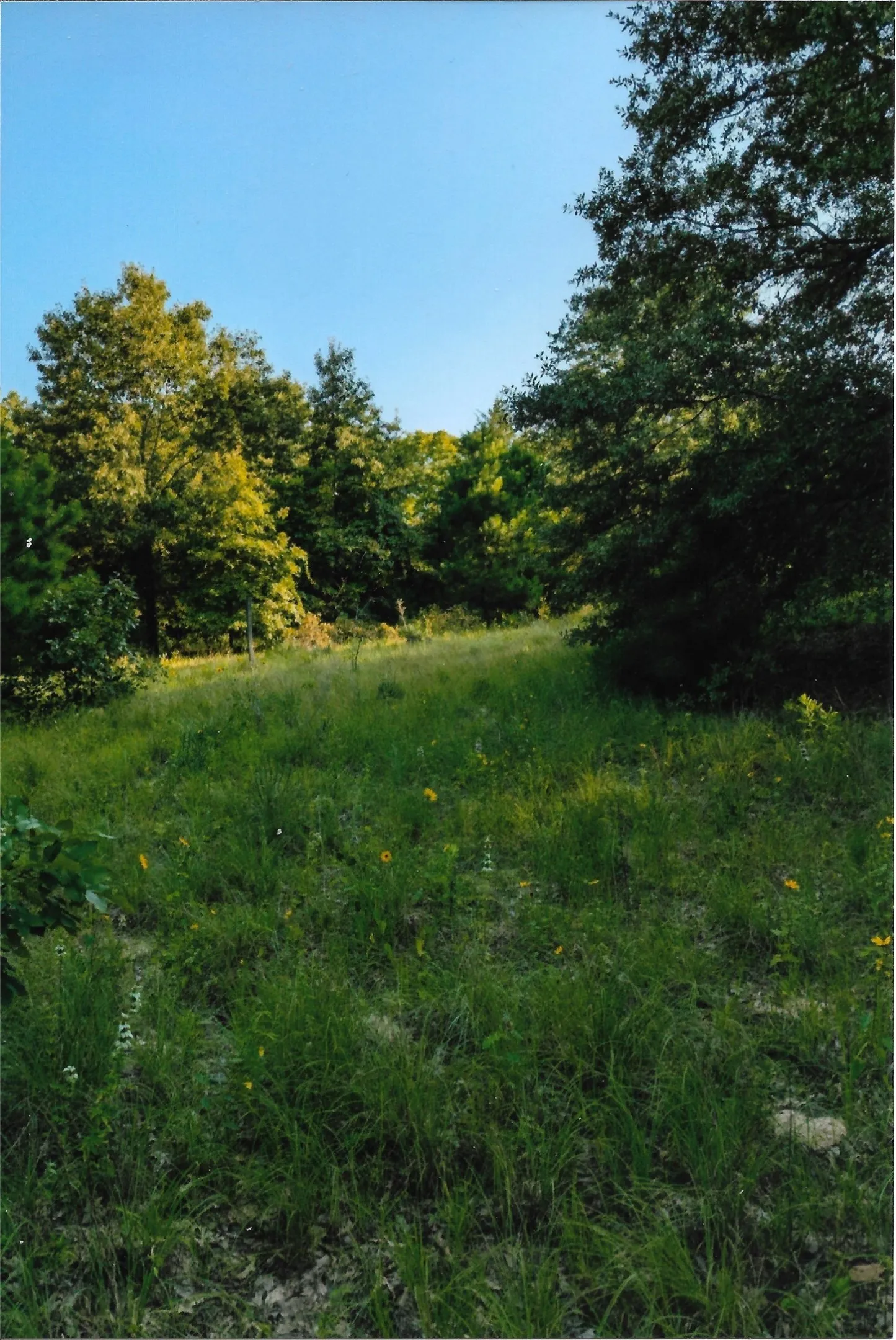 Unimproved Land For Sale in Van Zandt County , TBD 133 AC +- VZ County Road 4701, Ben Wheeler, Texas 75754, 0, 0, Garage spaces, 0 Sqft, built in 0, Price $1,400,000, mls#21361235, Real Estate Agent in Ben Wheeler, Homes For Sale in Van Zandt county, Homes For Sale in Ben Wheeler, Realtor in Ben Wheeler Texas, Real Estate Brokerage Independent Realty Texas, Luminita Cordes Realtor