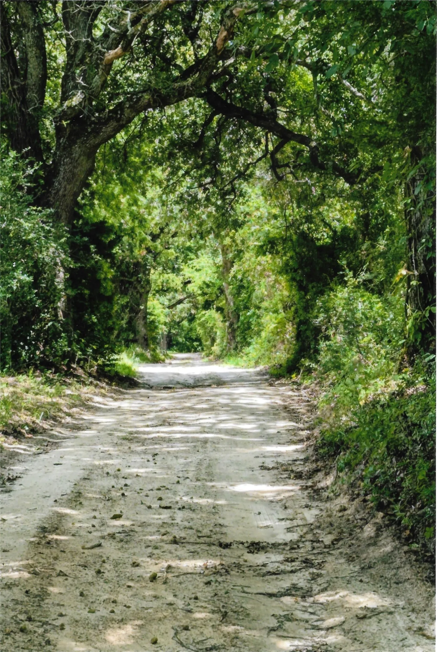 Unimproved Land For Sale in Van Zandt County , TBD 133 AC +- VZ County Road 4701, Ben Wheeler, Texas 75754, 0, 0, Garage spaces, 0 Sqft, built in 0, Price $1,400,000, mls#21361235, Real Estate Agent in Ben Wheeler, Homes For Sale in Van Zandt county, Homes For Sale in Ben Wheeler, Realtor in Ben Wheeler Texas, Real Estate Brokerage Independent Realty Texas, Luminita Cordes Realtor
