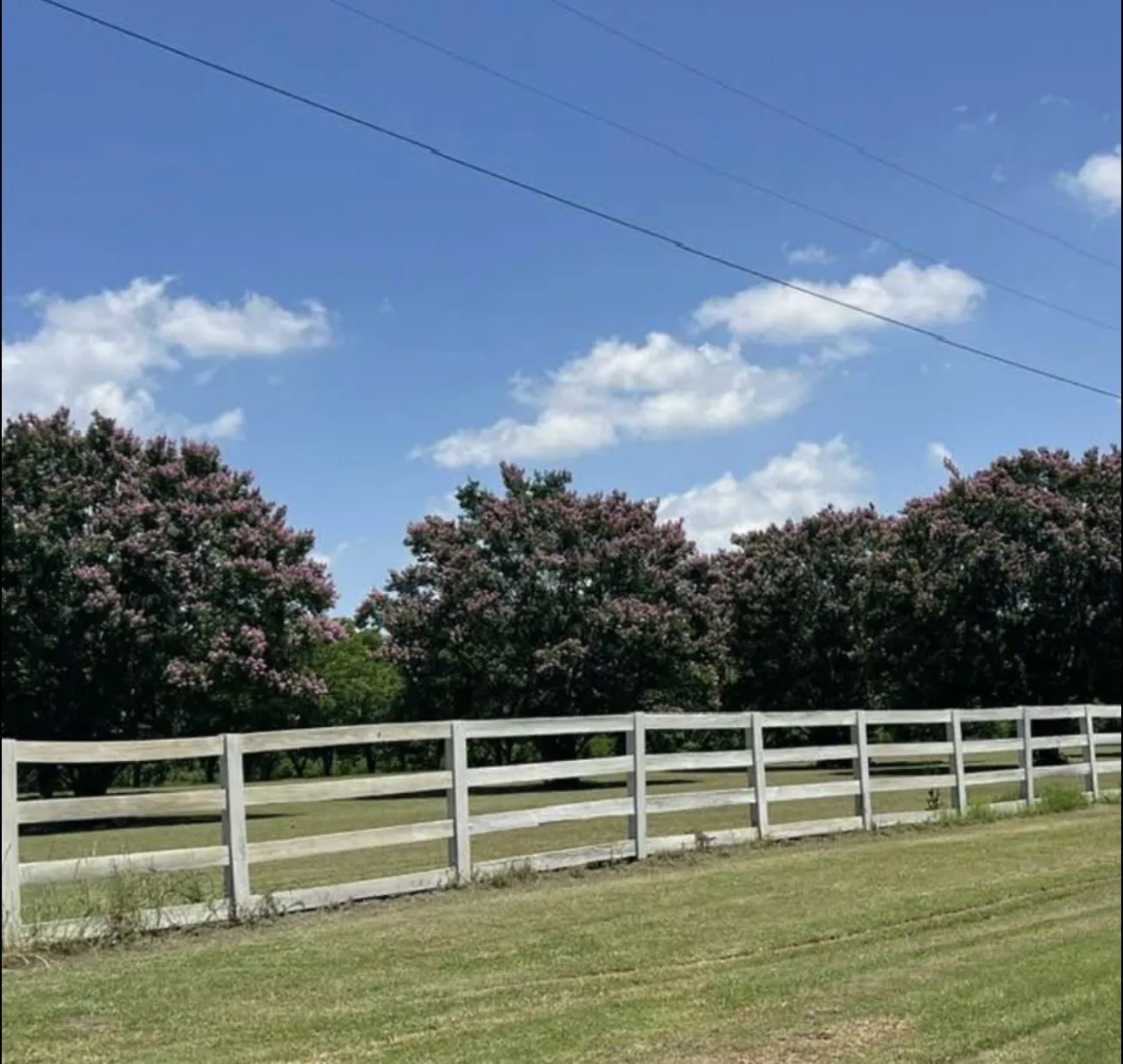 Expansive grassy area with a multi-rail fence and mature flowering trees