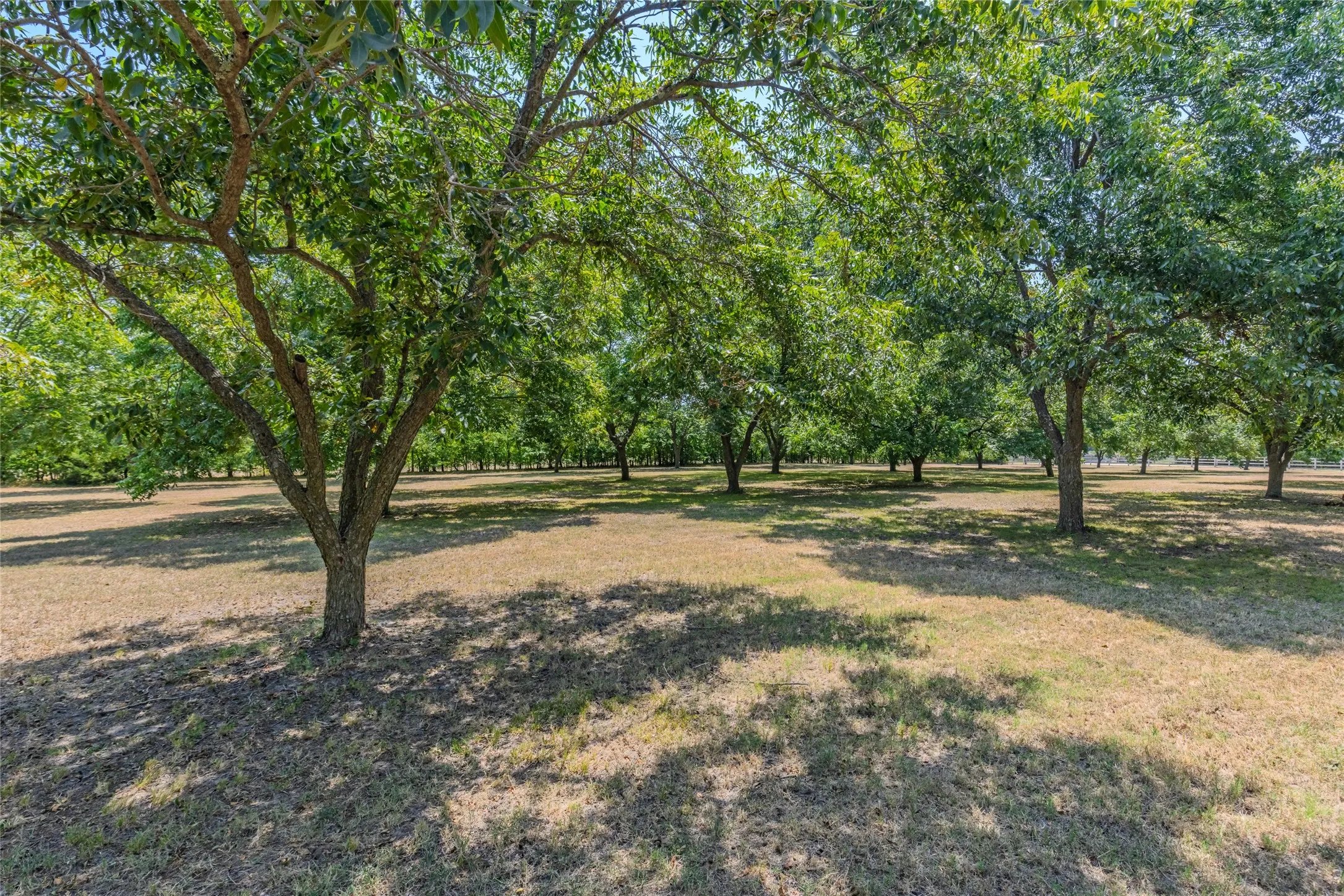 Expansive grounds with numerous mature trees, providing ample shade and a natural setting