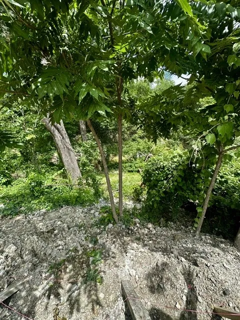 Land