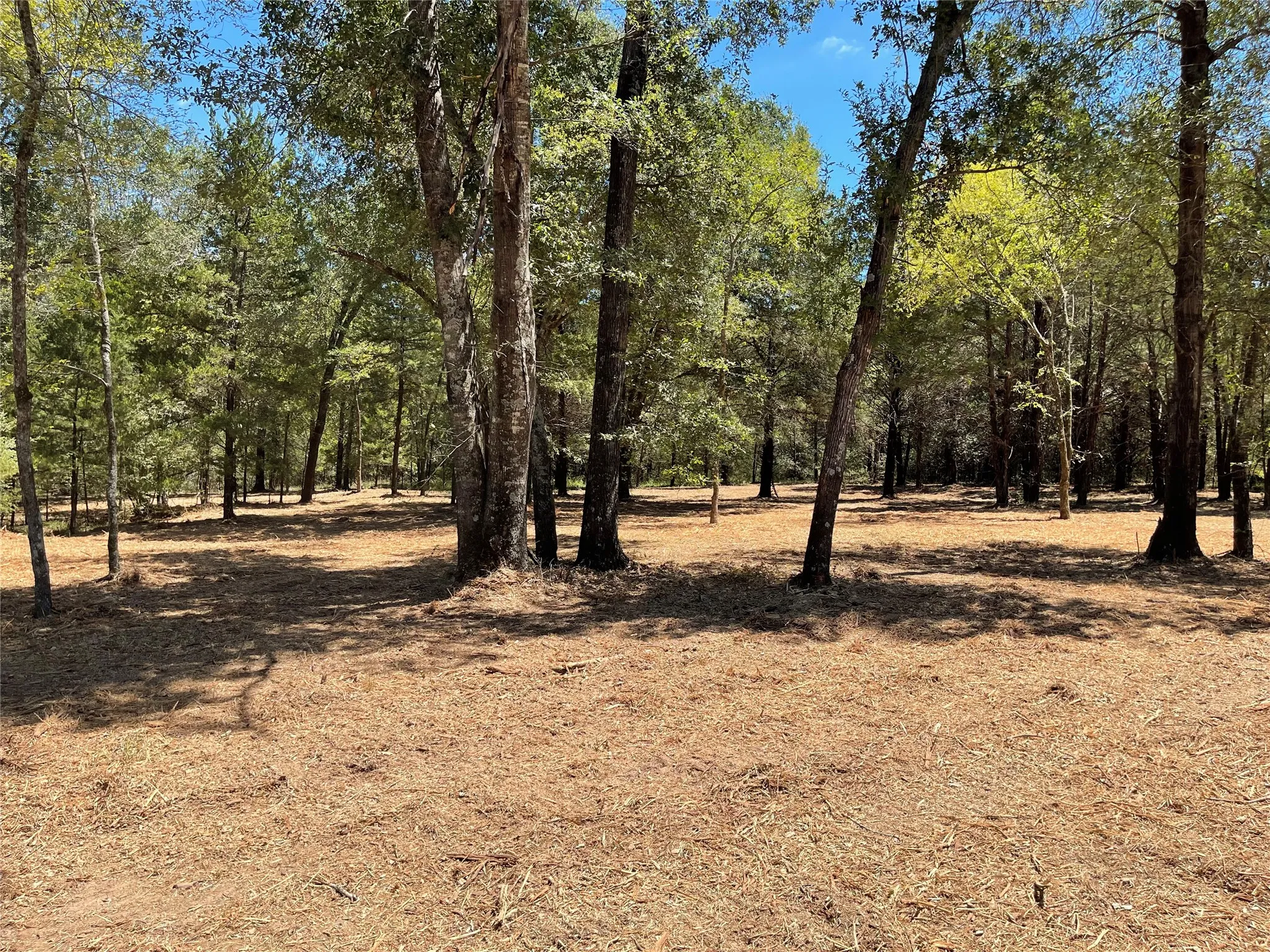 Unimproved Land For Sale in Freestone County , 337 FCR 640, Teague, Texas 75860, 0, 0, Garage spaces, 0 Sqft, built in 0, mls#21361421, Real Estate Agent in Teague, Homes For Sale in Freestone county, Homes For Sale in Teague, Realtor in Teague Texas, Real Estate Brokerage Independent Realty Texas, Luminita Cordes Realtor