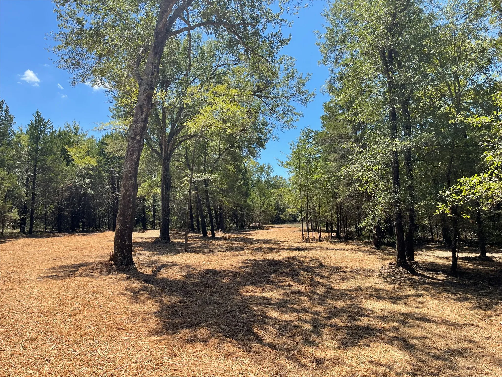 Unimproved Land For Sale in Freestone County , 337 FCR 640, Teague, Texas 75860, 0, 0, Garage spaces, 0 Sqft, built in 0, mls#21361421, Real Estate Agent in Teague, Homes For Sale in Freestone county, Homes For Sale in Teague, Realtor in Teague Texas, Real Estate Brokerage Independent Realty Texas, Luminita Cordes Realtor