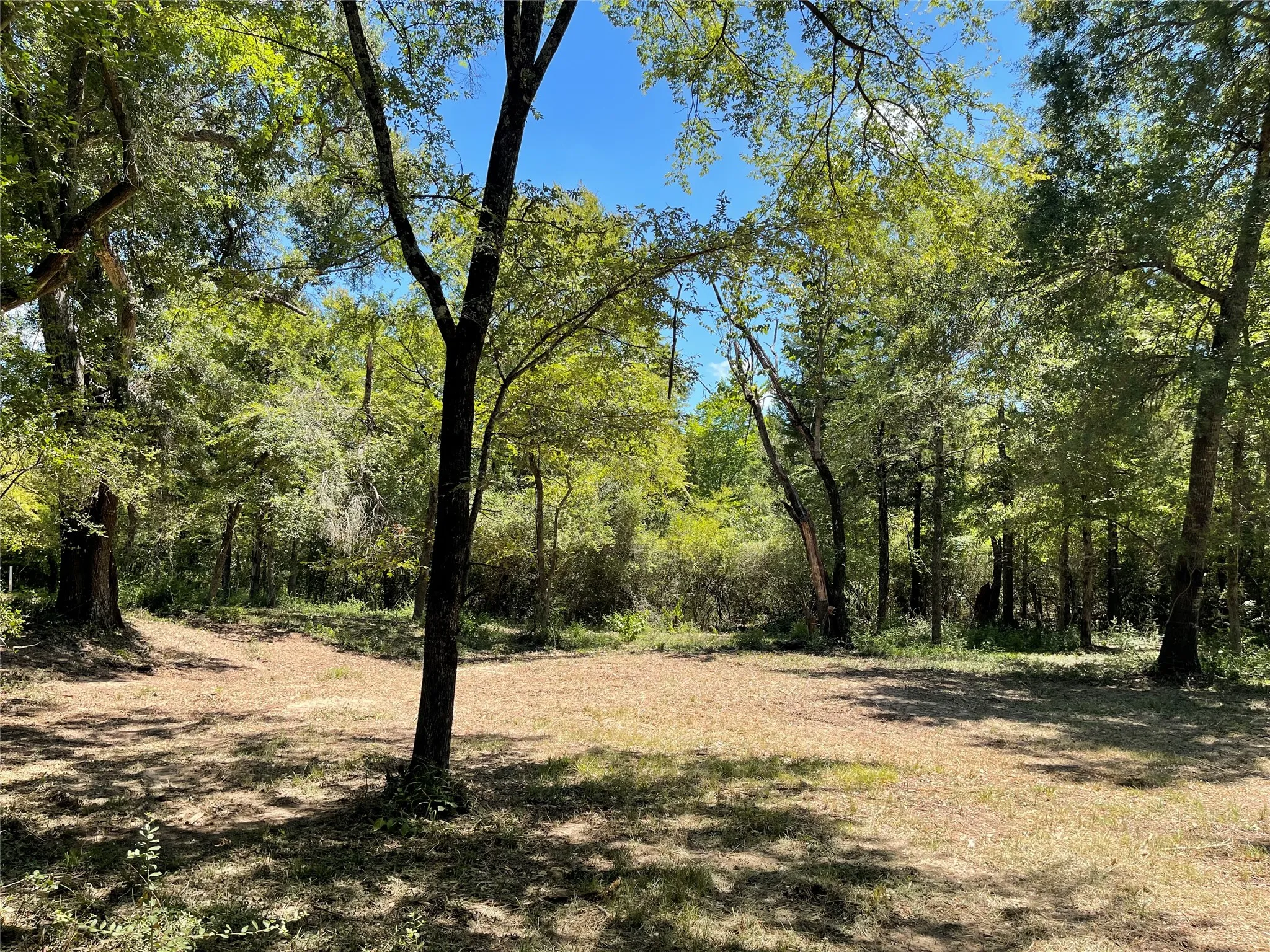Unimproved Land For Sale in Freestone County , 337 FCR 640, Teague, Texas 75860, 0, 0, Garage spaces, 0 Sqft, built in 0, mls#21361421, Real Estate Agent in Teague, Homes For Sale in Freestone county, Homes For Sale in Teague, Realtor in Teague Texas, Real Estate Brokerage Independent Realty Texas, Luminita Cordes Realtor