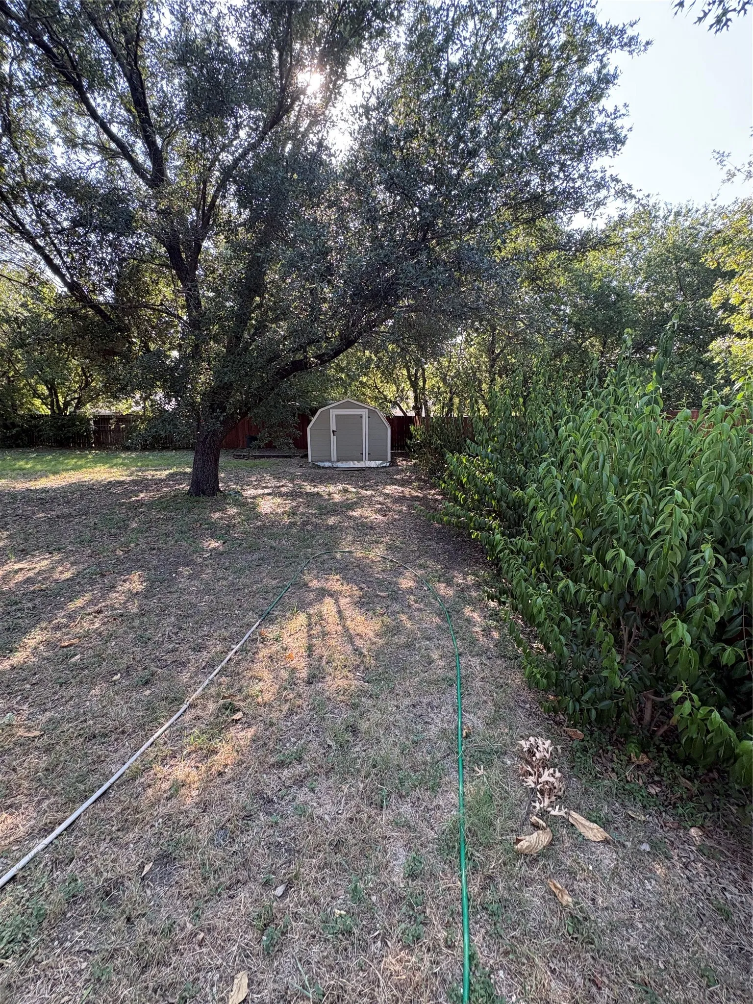 Expansive backyard featuring a mature tree, established shrubbery, and a compact storage shed with a single door