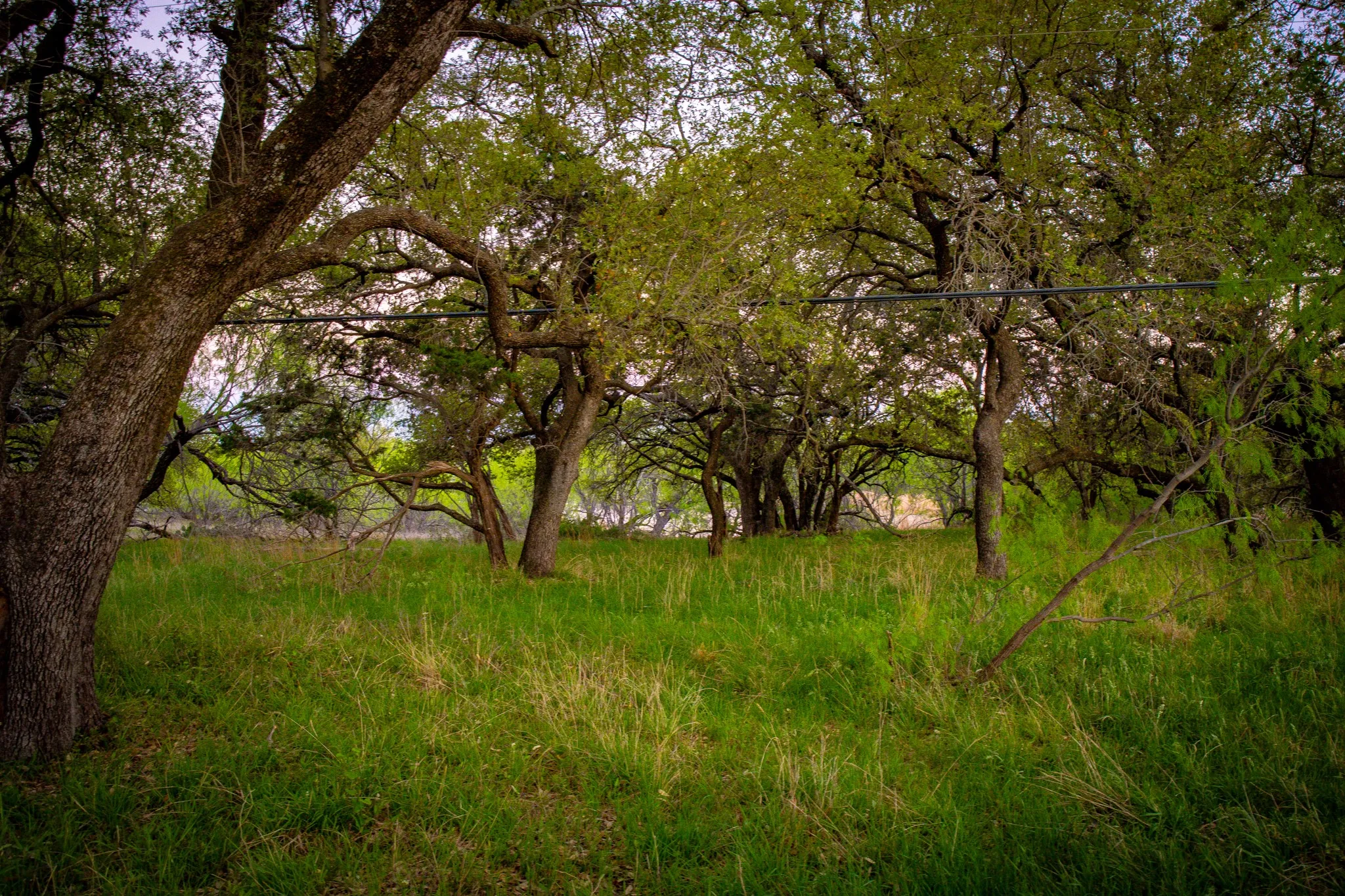 Expansive natural landscape featuring lush green grass and mature trees
