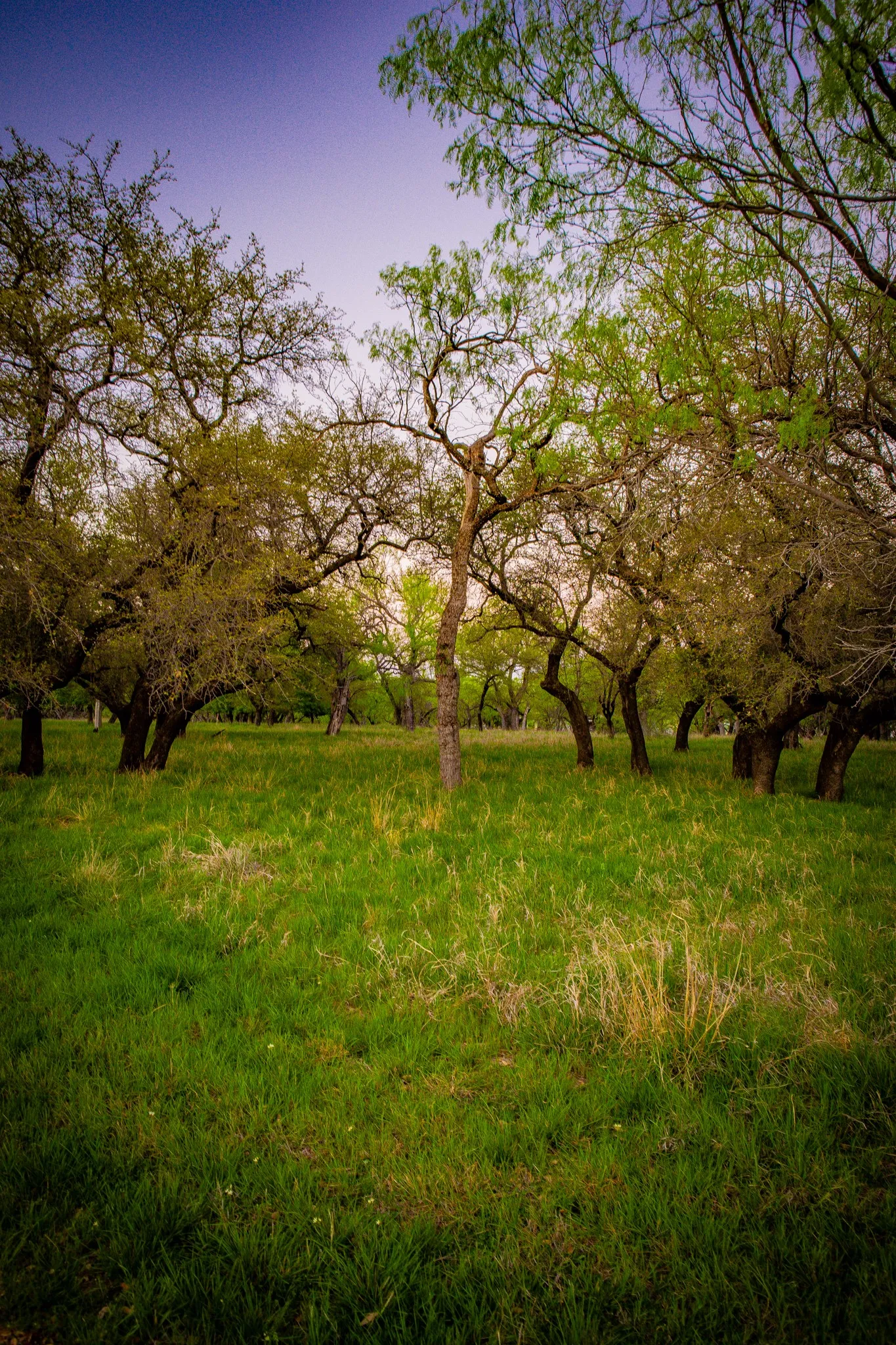 Expansive grounds featuring a lush green lawn and mature trees