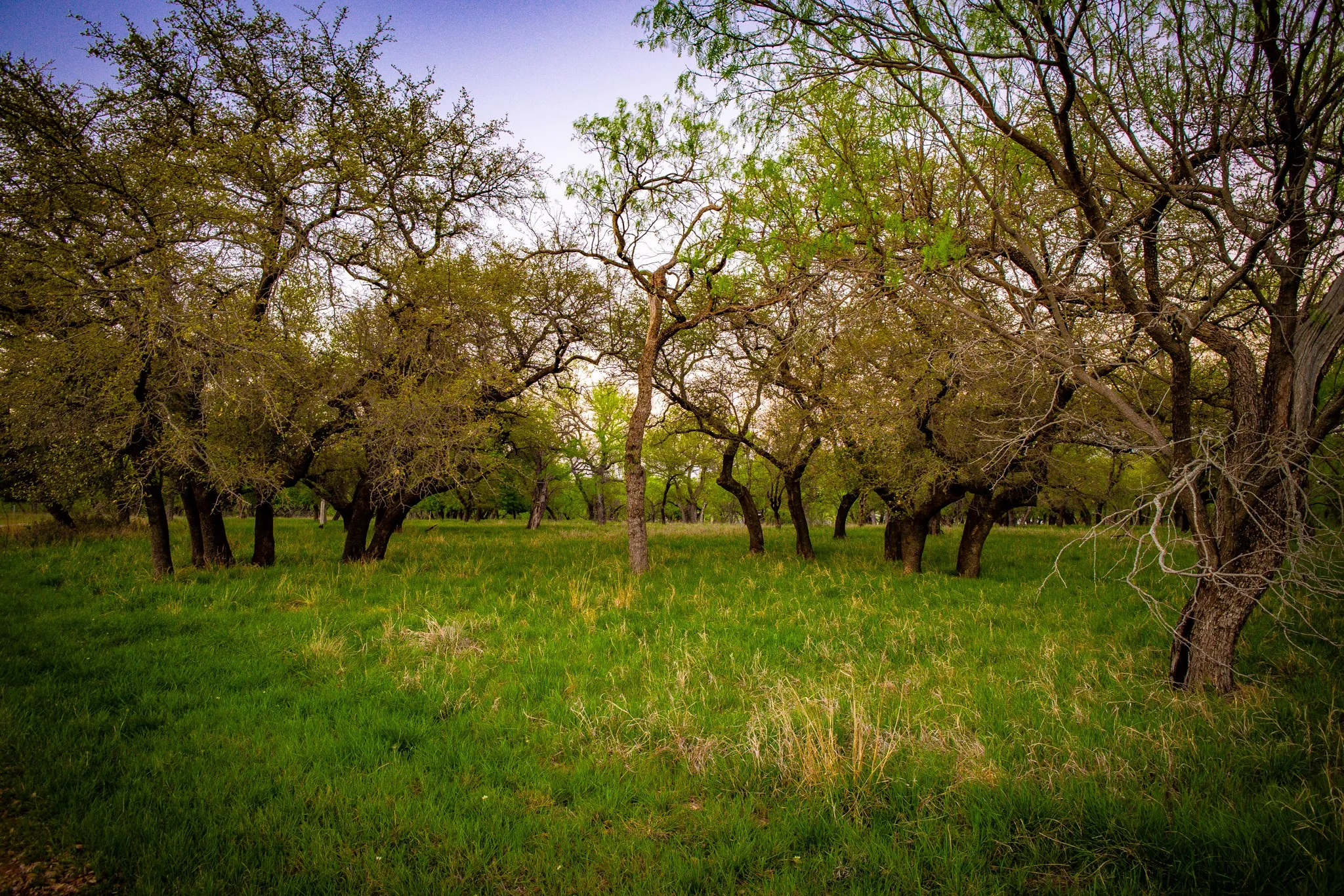 Expansive natural landscape with mature trees and verdant ground cover