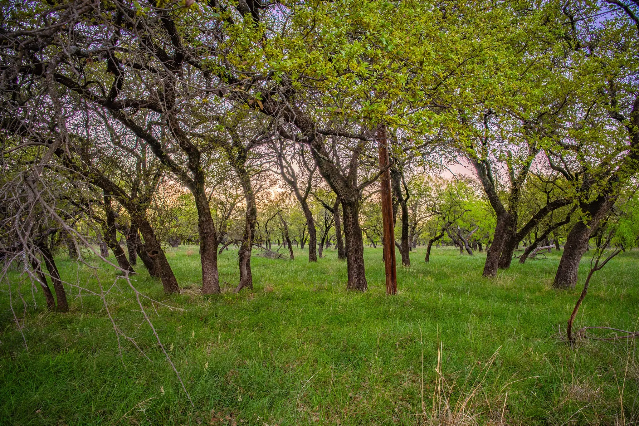 Wooded property featuring mature trees and lush green grass