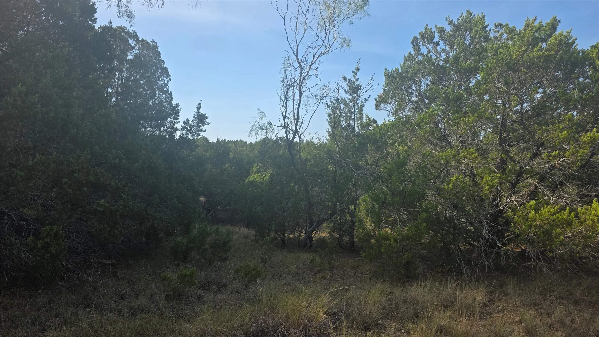 Expansive wooded lot featuring mature trees and natural vegetation