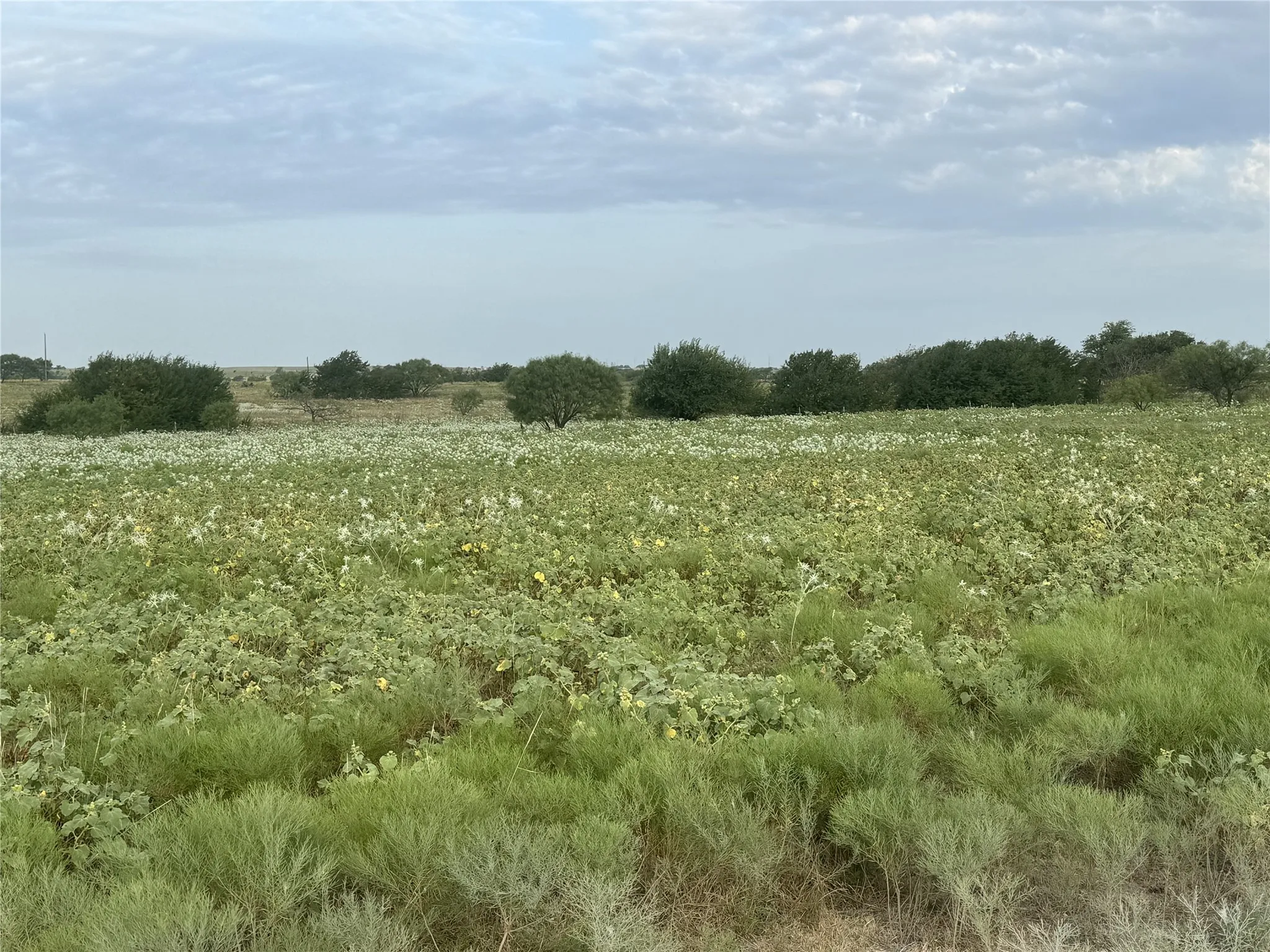 Unimproved Land For Sale in Wise County , 340 Private Road 4512, Decatur, Texas 76234, 0, 0, Garage spaces, 0 Sqft, built in 0, Price $351,050, mls#21361722, Real Estate Agent in Decatur, Homes For Sale in Wise county, Homes For Sale in Decatur, Realtor in Decatur Texas, Real Estate Brokerage Independent Realty Texas, Luminita Cordes Realtor