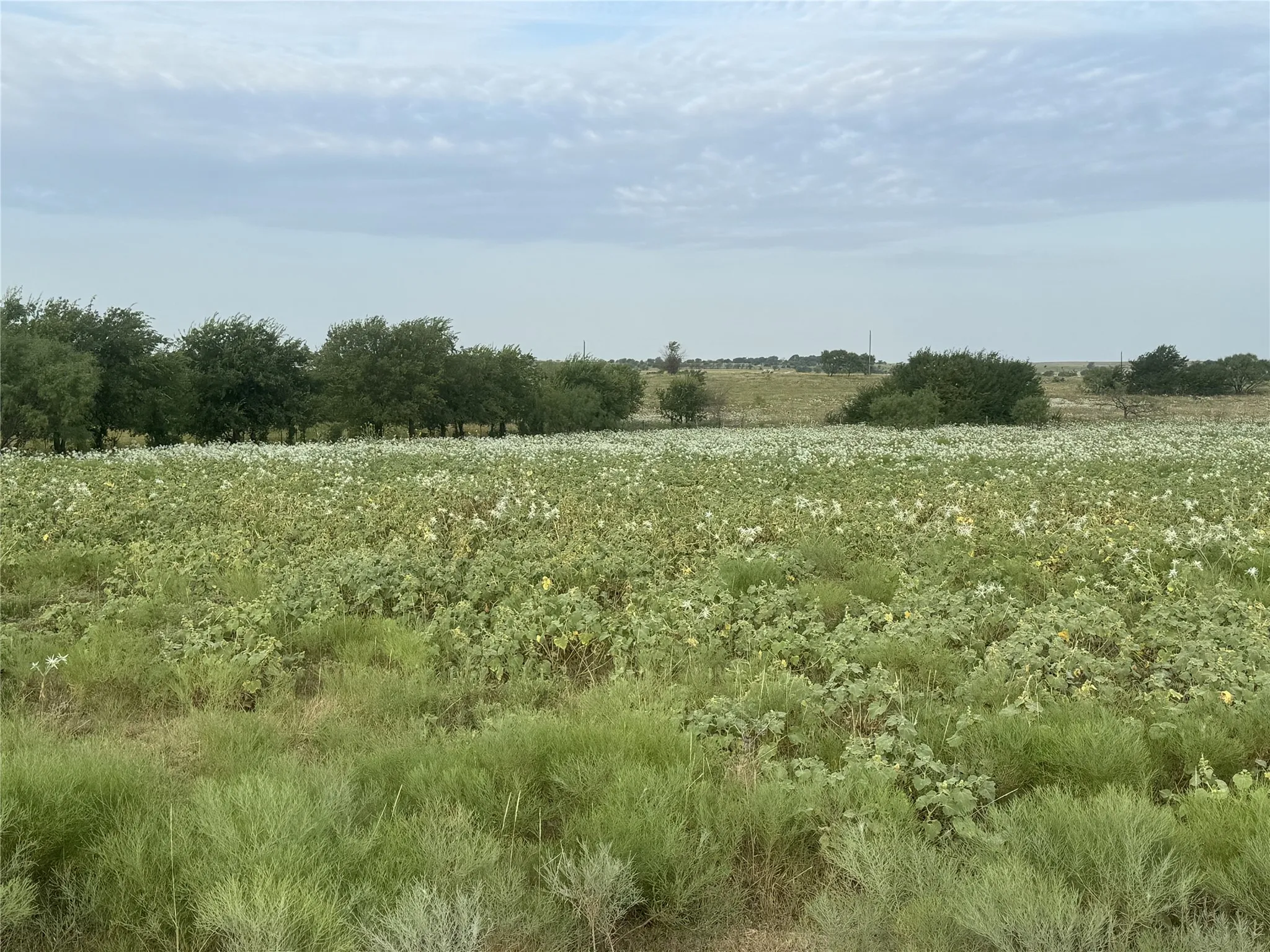 Unimproved Land For Sale in Wise County , 340 Private Road 4512, Decatur, Texas 76234, 0, 0, Garage spaces, 0 Sqft, built in 0, Price $351,050, mls#21361722, Real Estate Agent in Decatur, Homes For Sale in Wise county, Homes For Sale in Decatur, Realtor in Decatur Texas, Real Estate Brokerage Independent Realty Texas, Luminita Cordes Realtor