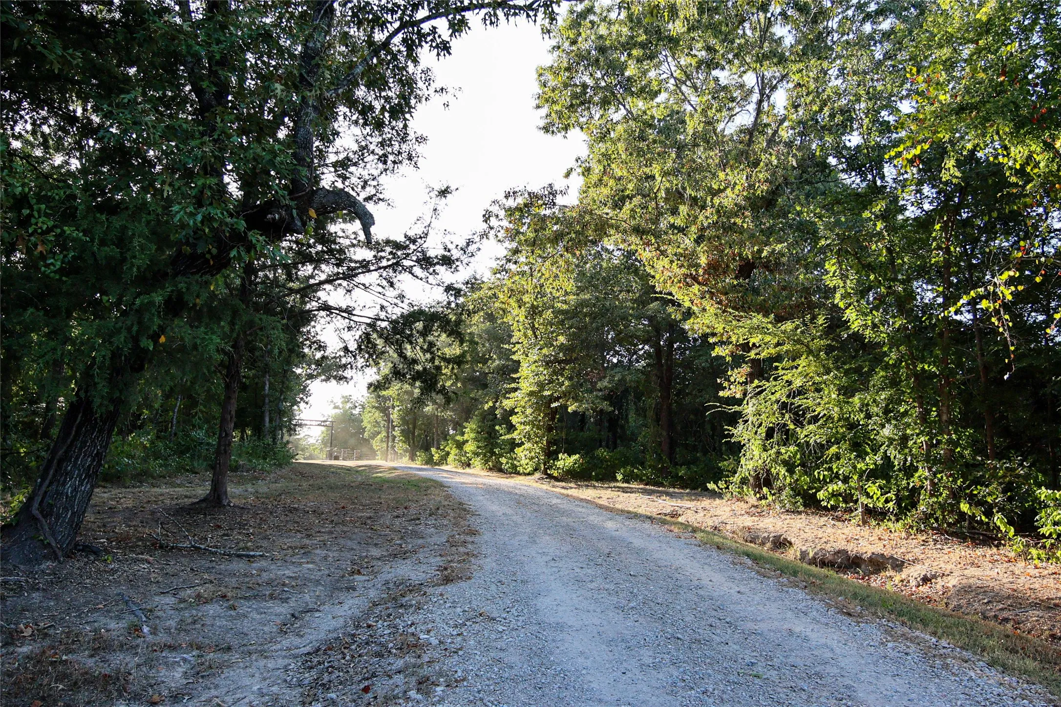 Gravel driveway surrounded by mature trees and natural landscaping