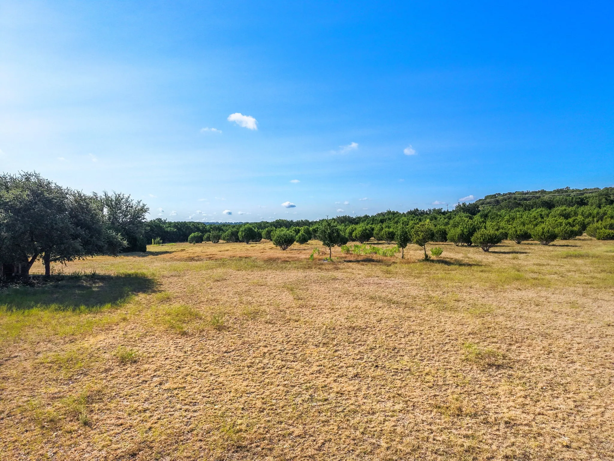 Expansive open field with scattered trees and a natural tree line