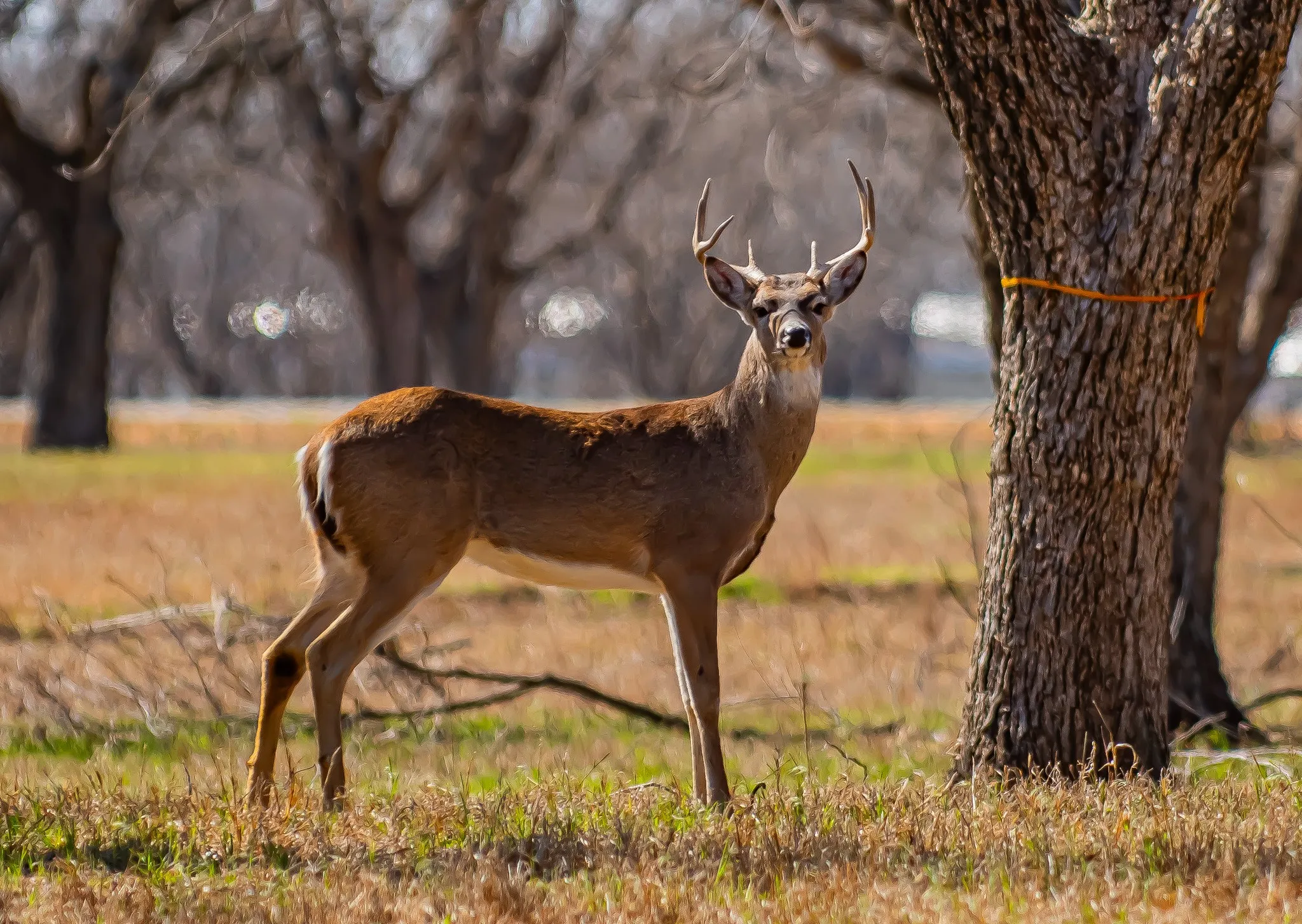Improved Land For Sale in Hood County , 2373 E Landings S, Granbury, Texas 76049, 0, 0, Garage spaces, 0 Sqft, built in 0, mls#21356791, Real Estate Agent in Granbury, Homes For Sale in Hood county, Homes For Sale in Granbury, Realtor in Granbury Texas, Real Estate Brokerage Independent Realty Texas, Luminita Cordes Realtor