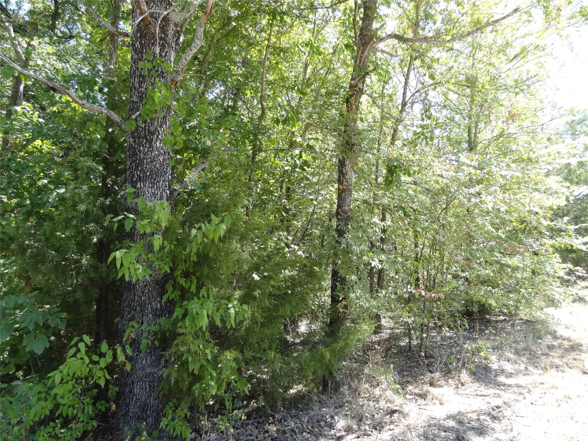 Unimproved Land For Sale in Henderson County , Lot 113 Westwood Drive, Trinidad, Texas 75163, 0, 0, Garage spaces, 0 Sqft, built in 0, mls#21362148, Real Estate Agent in Trinidad, Homes For Sale in Henderson county, Homes For Sale in Trinidad, Realtor in Trinidad Texas, Real Estate Brokerage Independent Realty Texas, Luminita Cordes Realtor