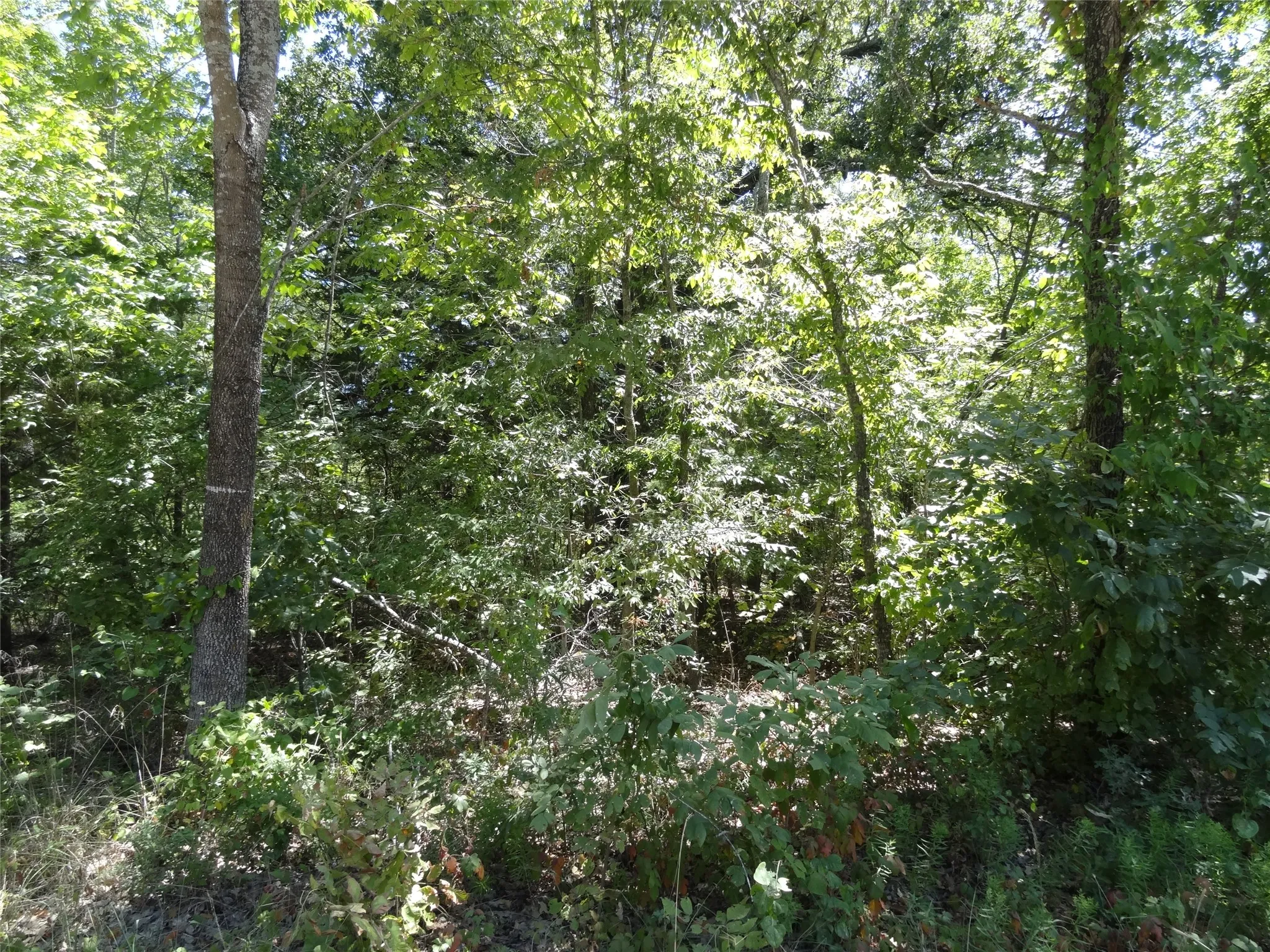 Unimproved Land For Sale in Henderson County , Lot 113 Westwood Drive, Trinidad, Texas 75163, 0, 0, Garage spaces, 0 Sqft, built in 0, mls#21362148, Real Estate Agent in Trinidad, Homes For Sale in Henderson county, Homes For Sale in Trinidad, Realtor in Trinidad Texas, Real Estate Brokerage Independent Realty Texas, Luminita Cordes Realtor