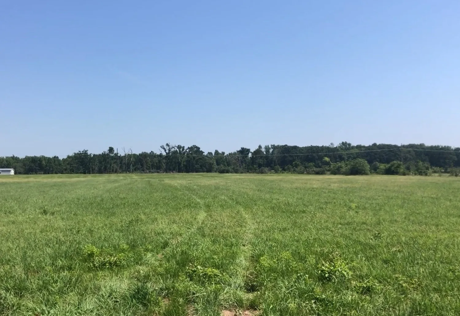 Expansive grassy field with a clear sky backdrop and distant treeline