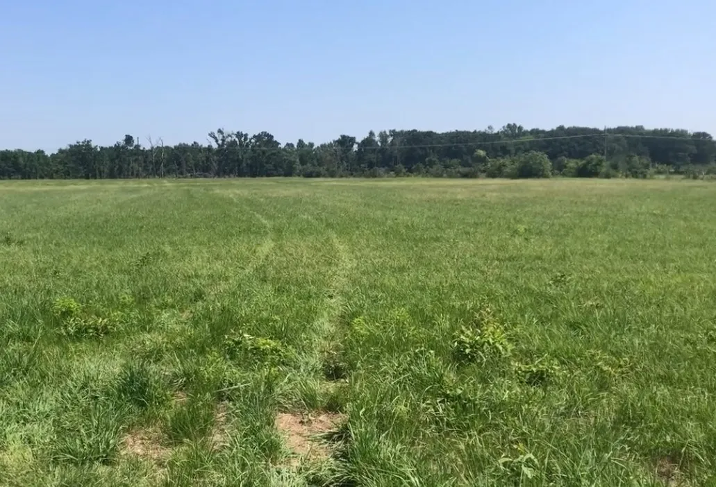 Expansive green field with natural tree line