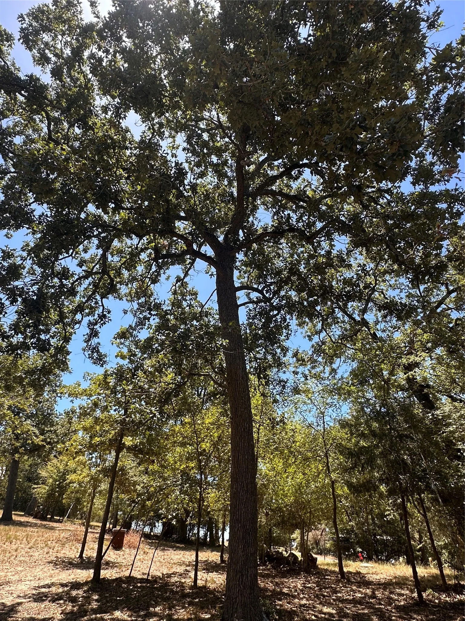 Beautiful large oak trees