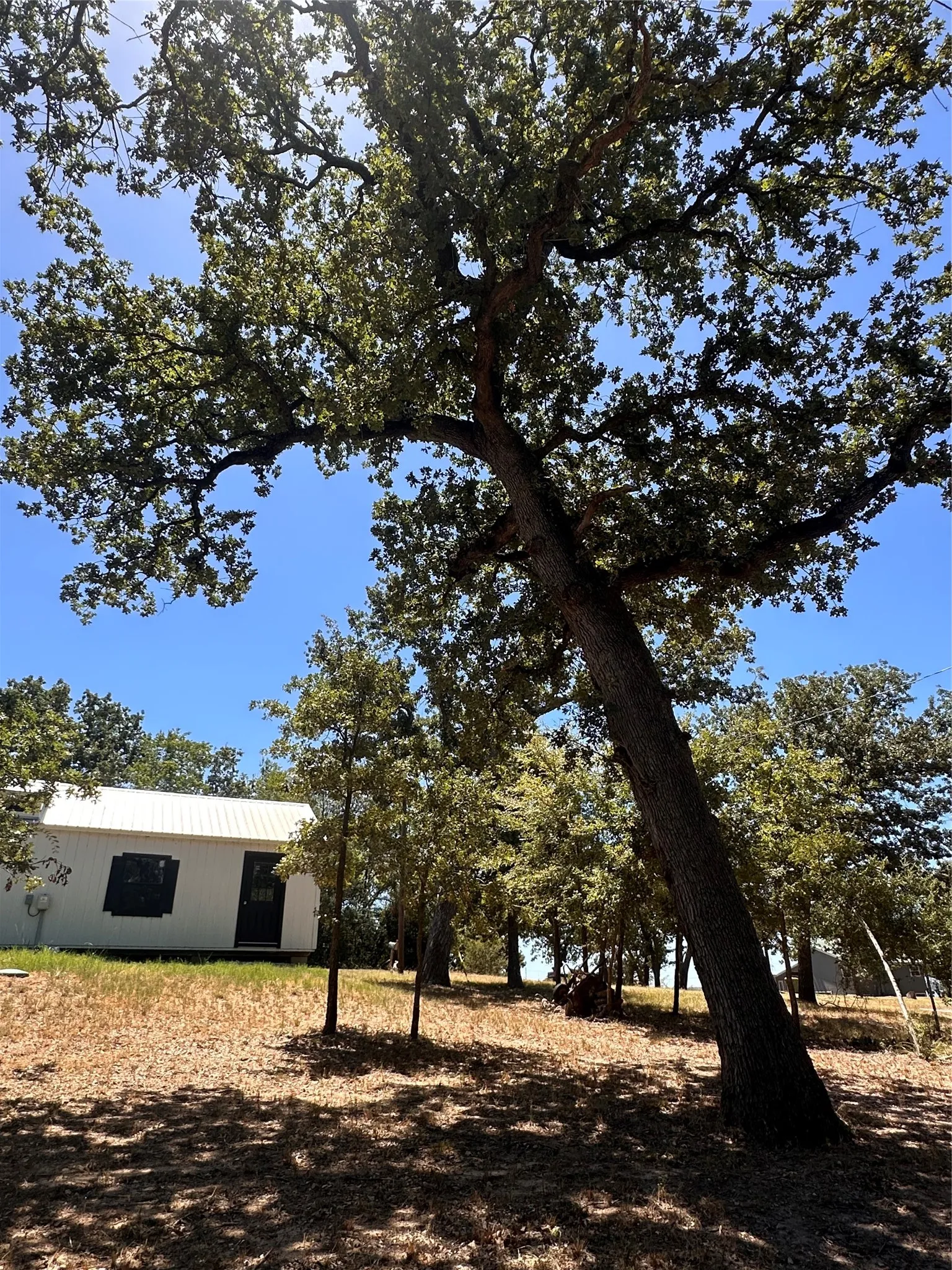 Beautiful large oak trees