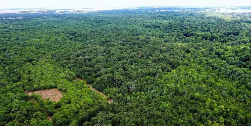 Expansive forested landscape featuring mature trees