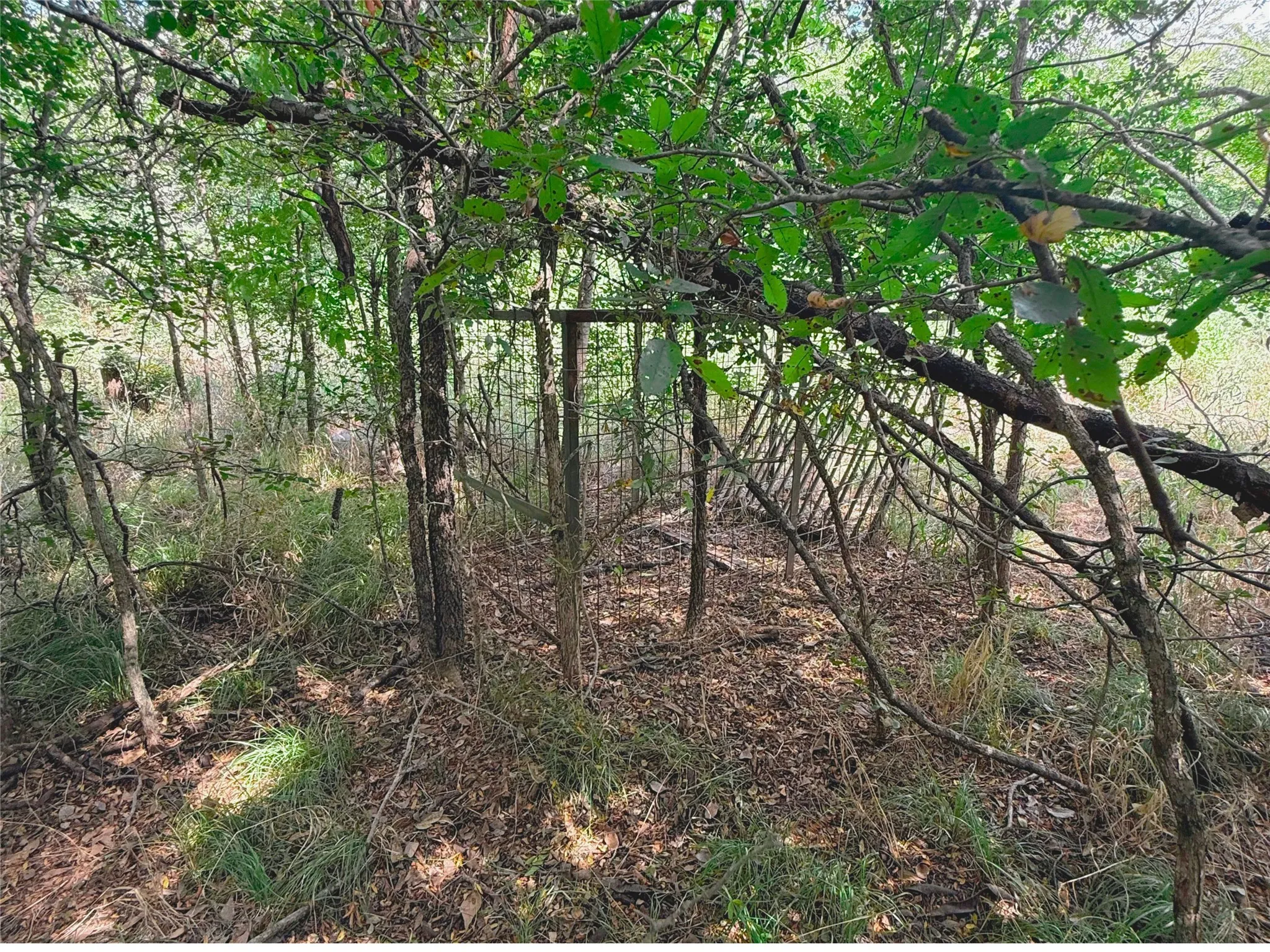 Cage trap inside the property.