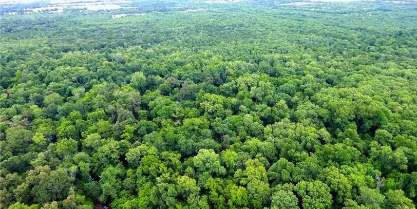 Expansive wooded acreage featuring mature trees and lush green canopy