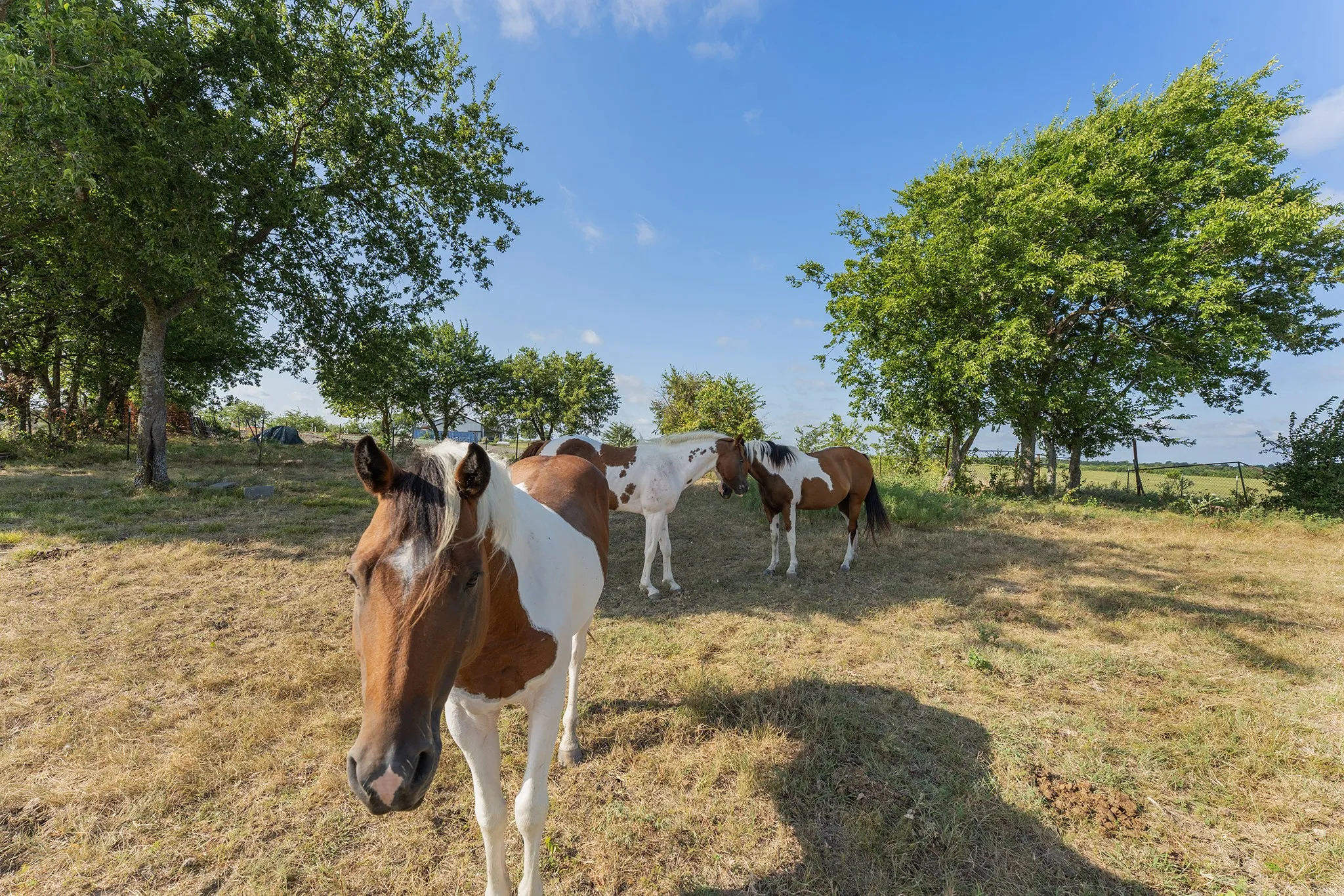 Mobile Home For Sale in Hunt County , 5634 County Road 1094, Celeste, Texas 75423, 2 Bedroom, 2 Bathroom, Garage spaces, 1,178 Sqft, built in 1995, Price $465,000, mls#21361746, Real Estate Agent in Celeste, Homes For Sale in Hunt county, Homes For Sale in Celeste, Realtor in Celeste Texas, Real Estate Brokerage Independent Realty Texas, Luminita Cordes Realtor