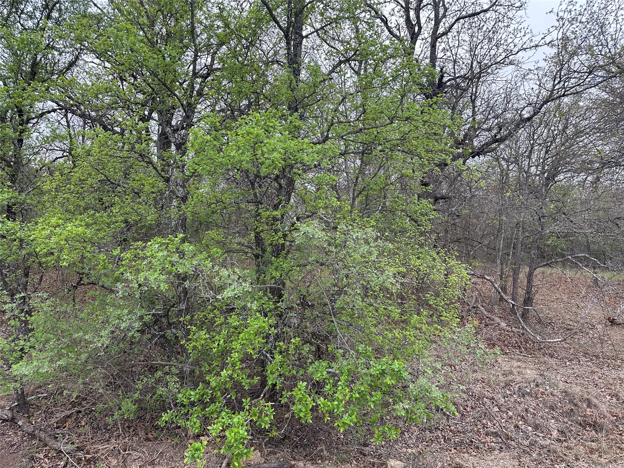 View of nature featuring a view of trees