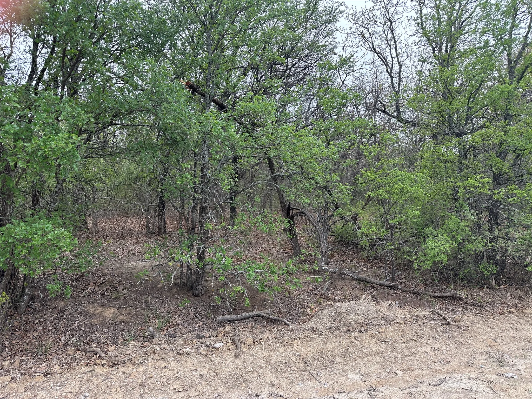 View of local wilderness featuring a view of trees