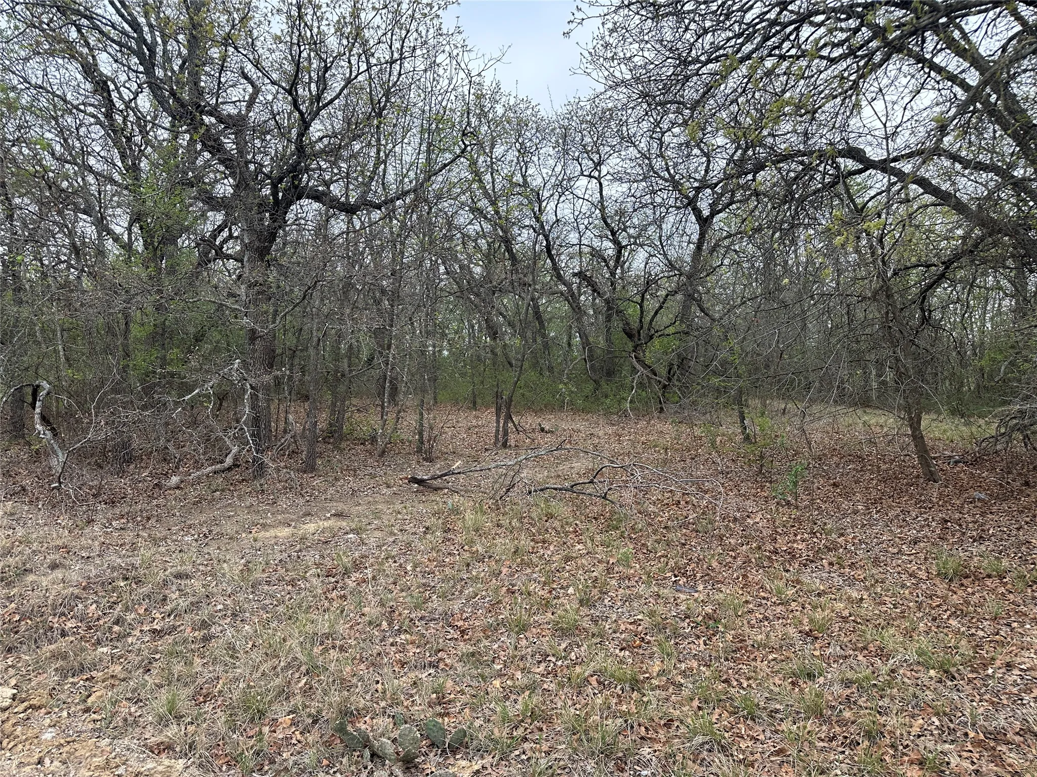 View of nature