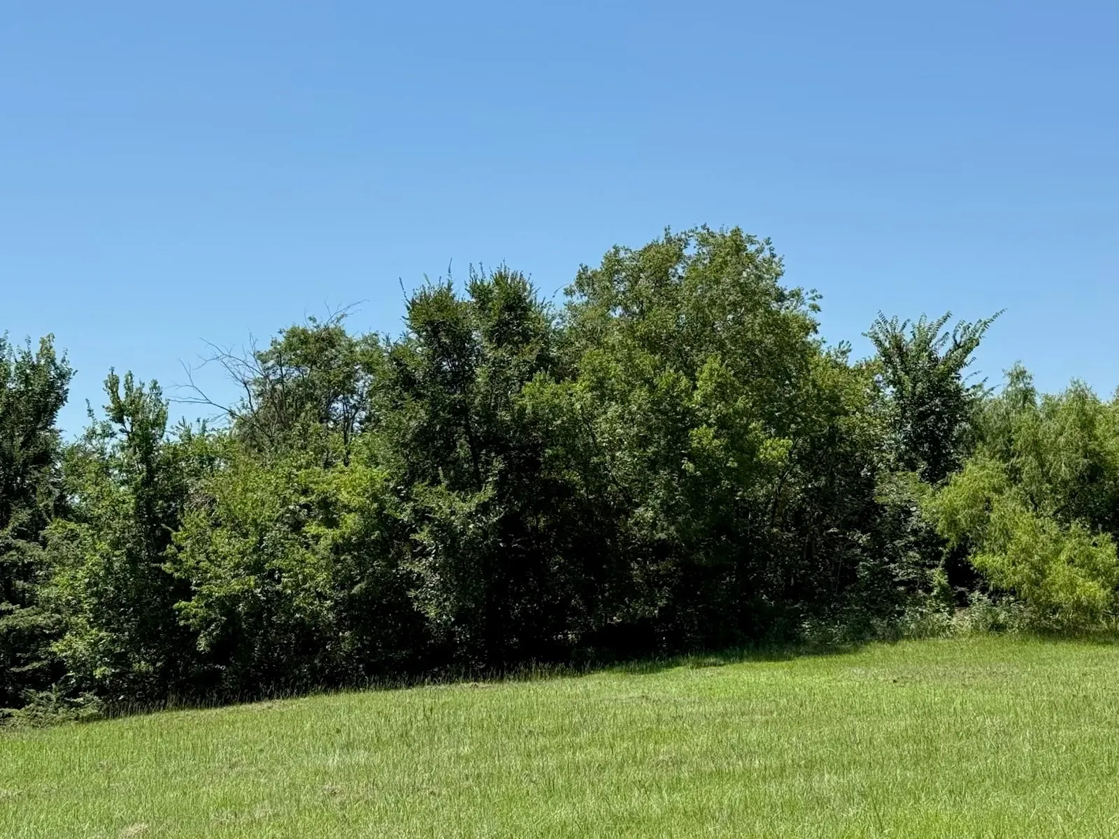 View of green lawn