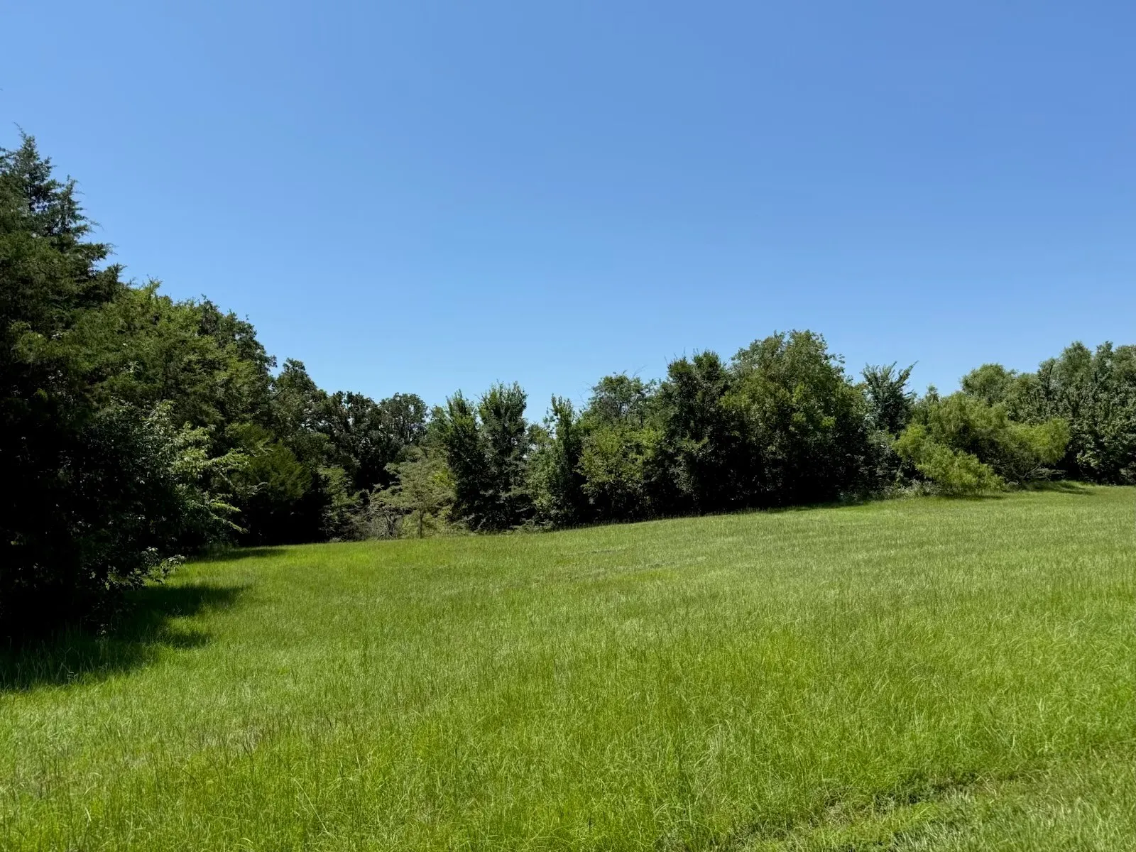 View of grassy yard with a view of rural / pastoral area and a forest view