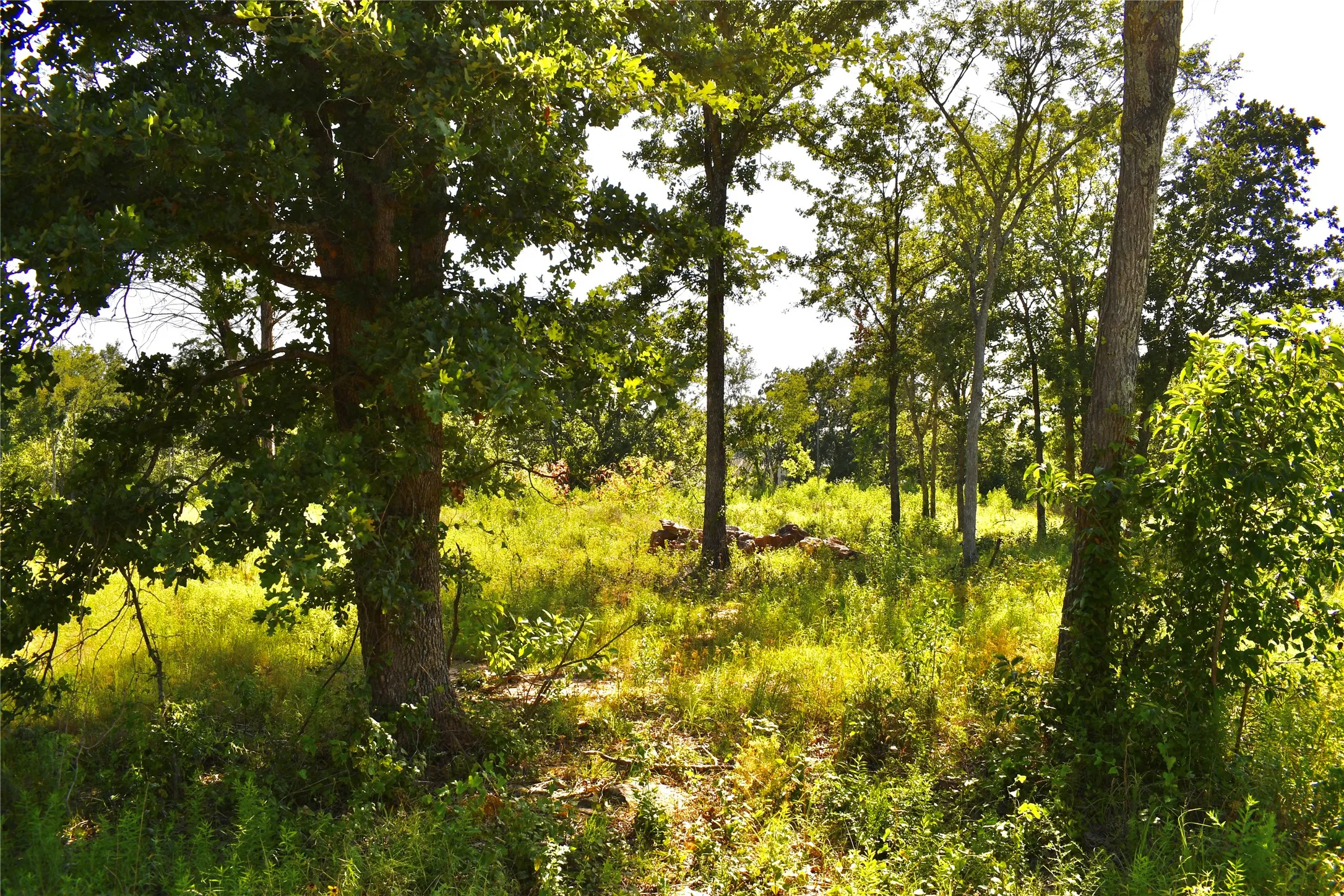 Unimproved Land For Sale in Hopkins County , 146 Jake Lane, Sulphur Springs, Texas 75482, 0, 0, Garage spaces, 0 Sqft, built in 0, Price $85,000, mls#21360934, Real Estate Agent in Sulphur Springs, Homes For Sale in Hopkins county, Homes For Sale in Sulphur Springs, Realtor in Sulphur Springs Texas, Real Estate Brokerage Independent Realty Texas, Luminita Cordes Realtor