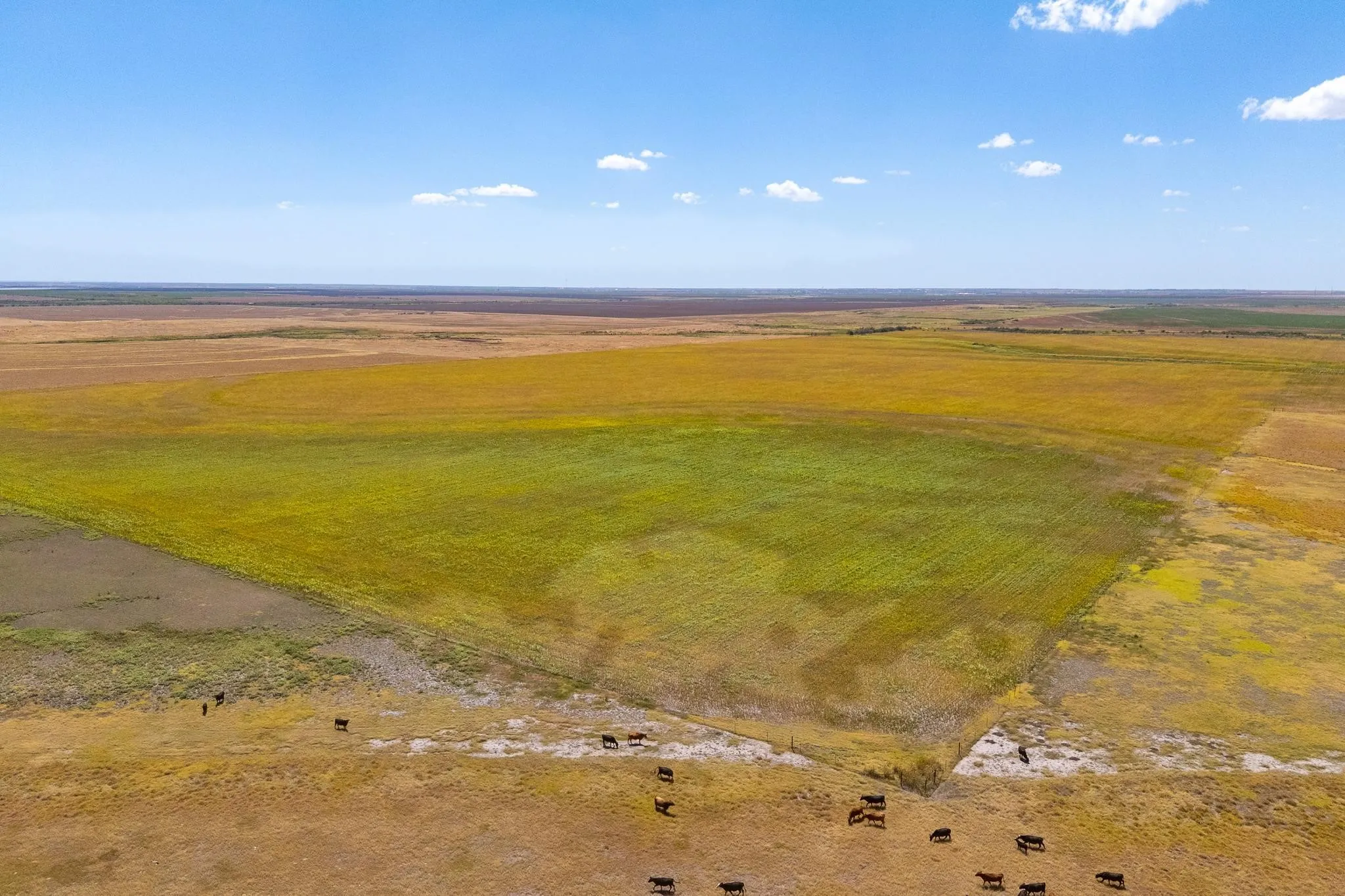 Improved Land For Sale in Jones County , TBD CR 168, Anson, Texas 79501, 0, 0, Garage spaces, 0 Sqft, built in 0, mls#21361866, Real Estate Agent in Anson, Homes For Sale in Jones county, Homes For Sale in Anson, Realtor in Anson Texas, Real Estate Brokerage Independent Realty Texas, Luminita Cordes Realtor