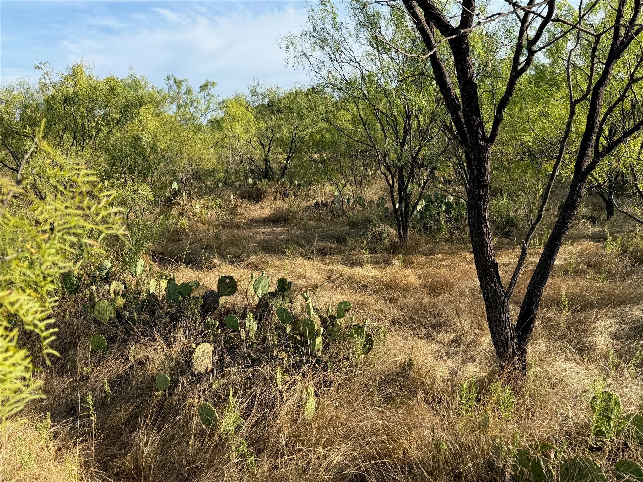 Natural landscape with varied flora, including tall grasses, prickly pear cacti, and mature trees