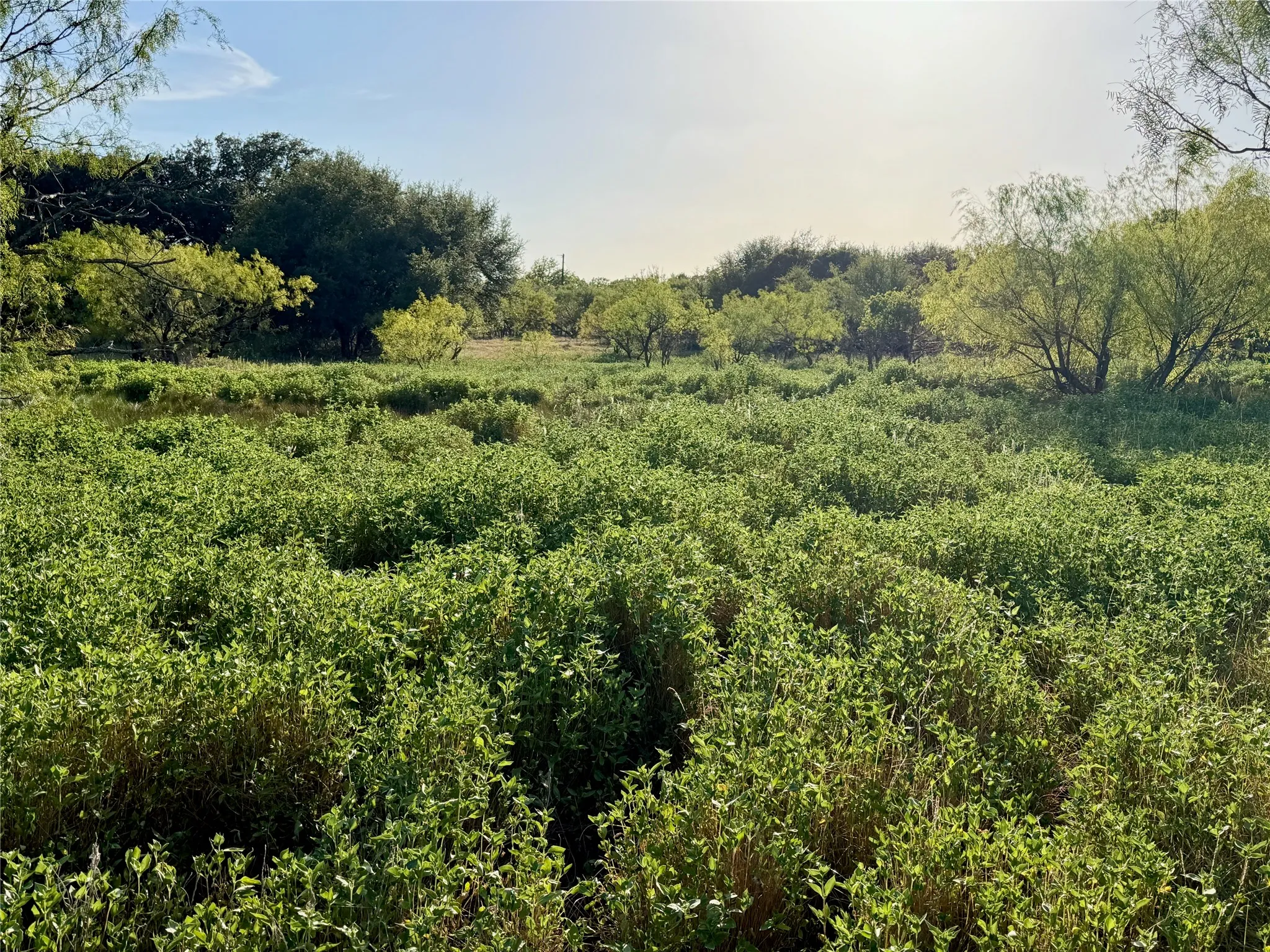 Expansive green acreage with mature trees