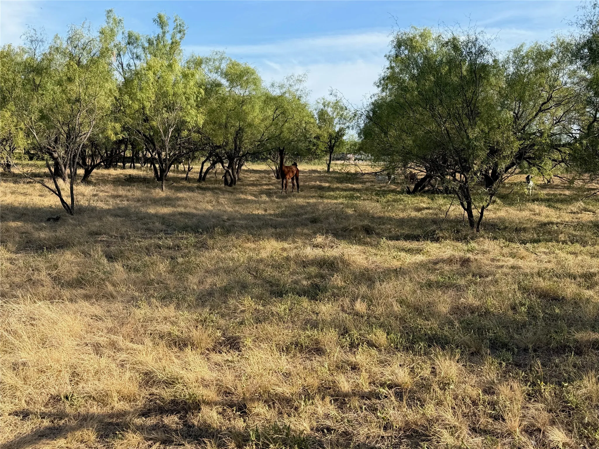 Expansive outdoor grounds featuring natural vegetation and mature trees