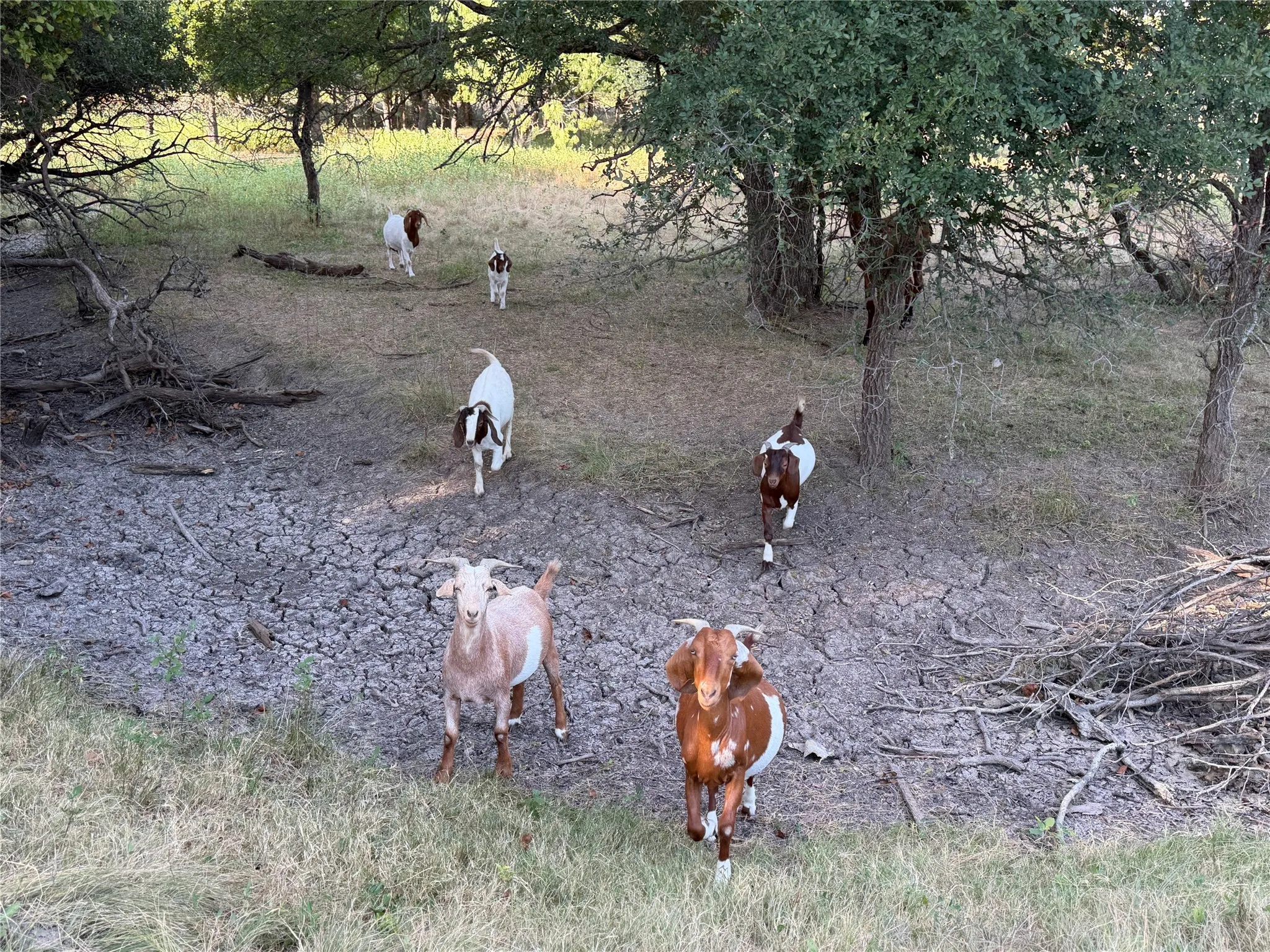 Improved Land For Sale in Brown County , 3930 Crestridge Drive, Brownwood, Texas 76801, 0, 0, Garage spaces, 0 Sqft, built in 0, Price $120,000, mls#21362696, Real Estate Agent in Brownwood, Homes For Sale in Brown county, Homes For Sale in Brownwood, Realtor in Brownwood Texas, Real Estate Brokerage Independent Realty Texas, Luminita Cordes Realtor