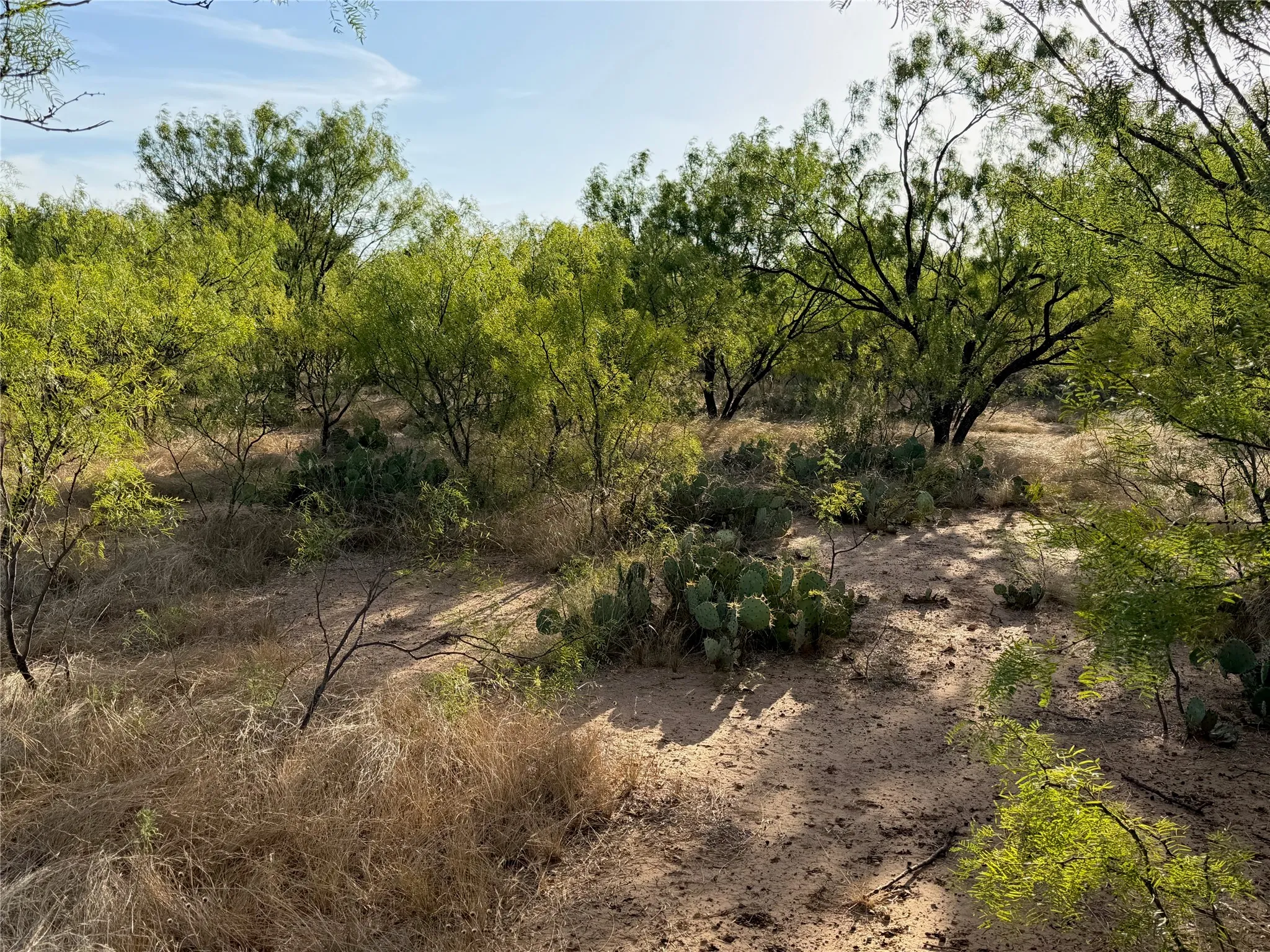 Expansive undeveloped land featuring natural vegetation, mature trees, and cacti