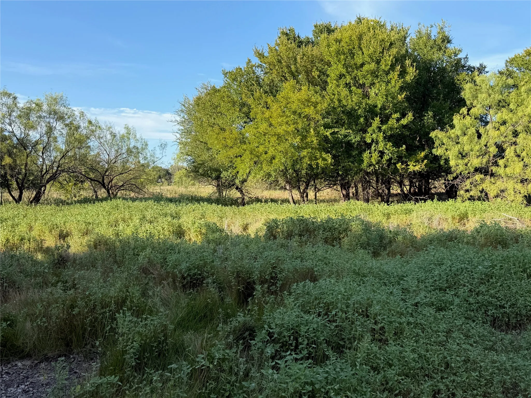 Expansive green foliage with a backdrop of mature trees